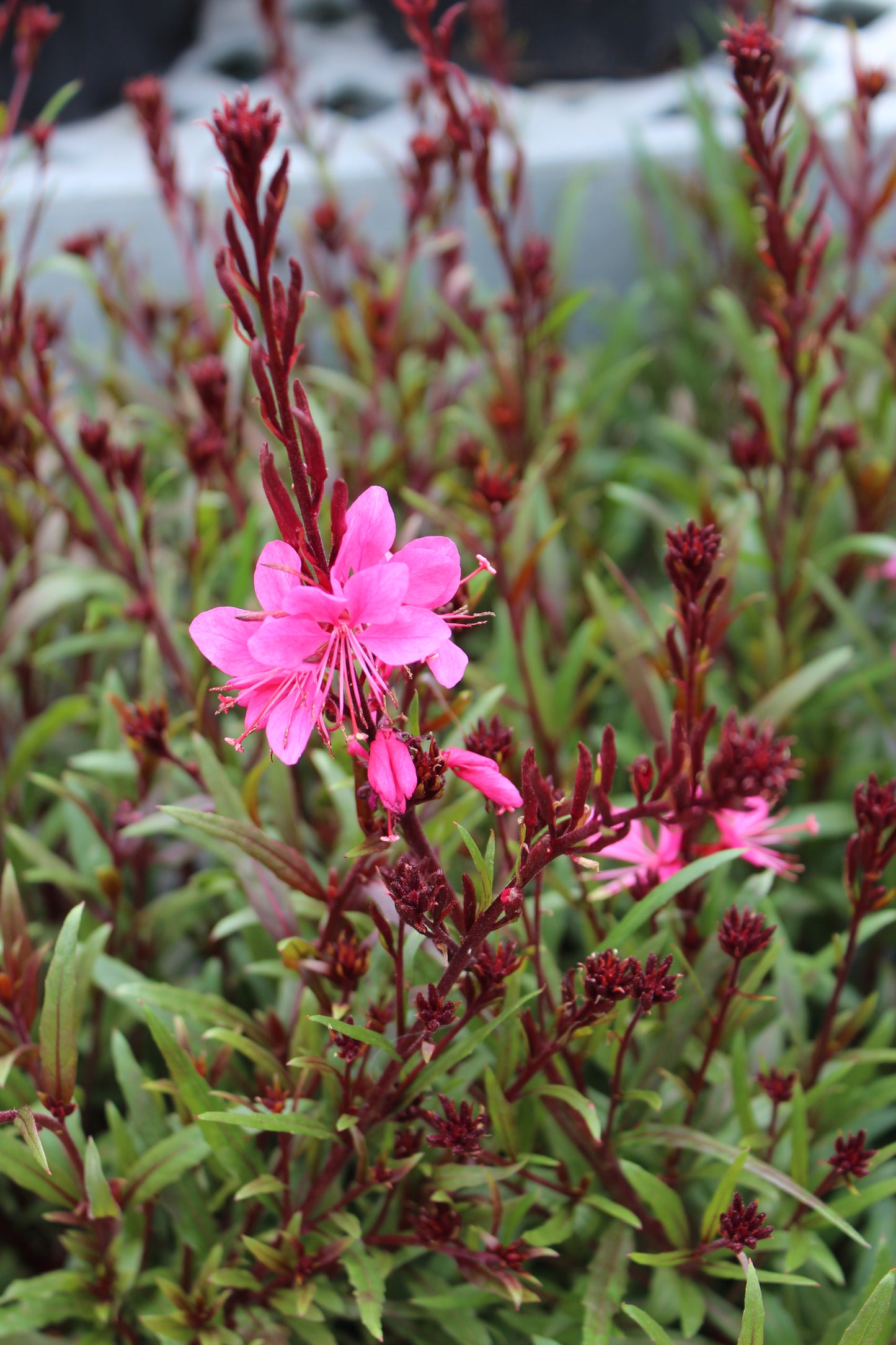 GAURA Belleza Dark Pink 1g