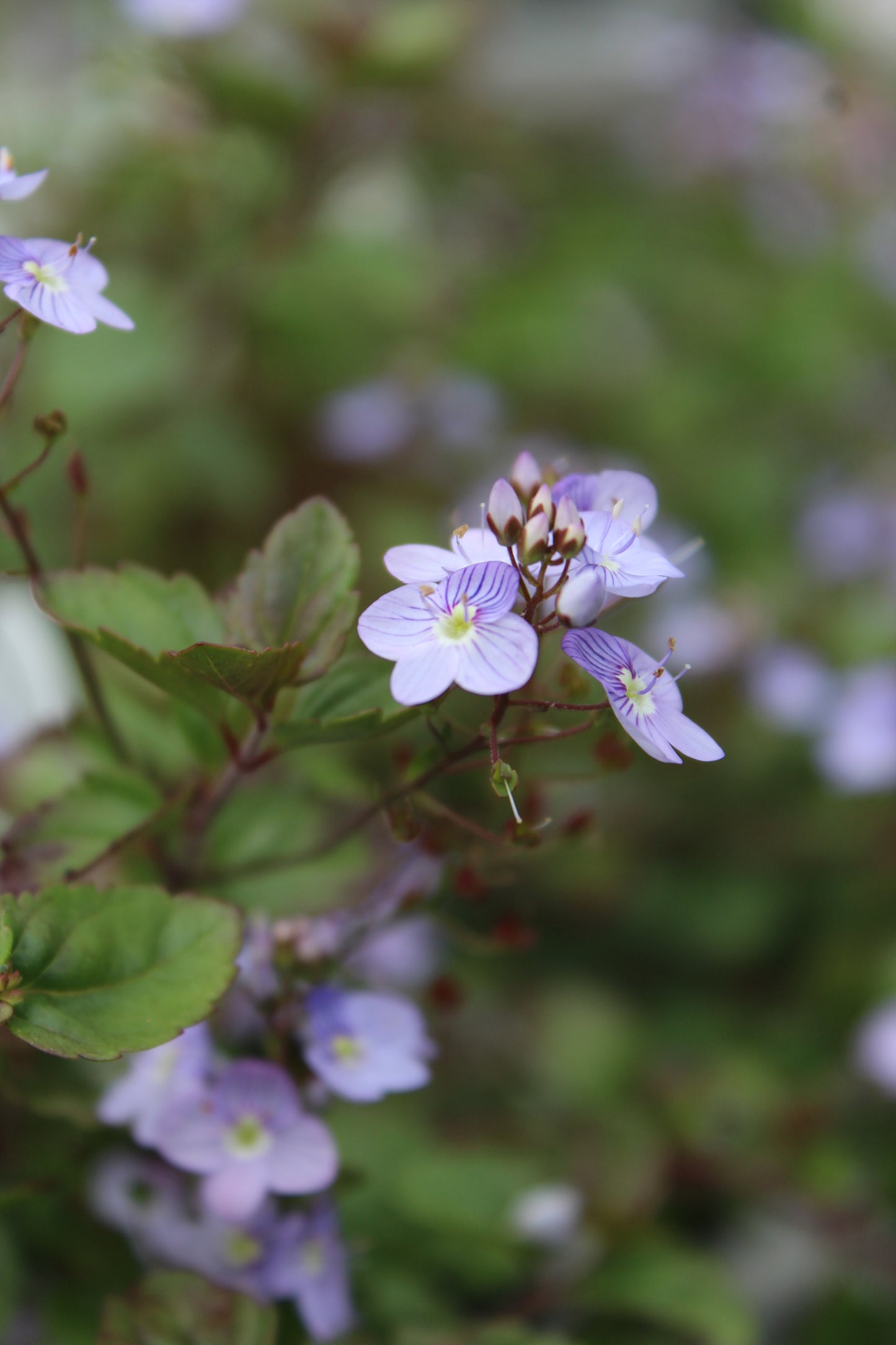 Veronica Waterperry Blue 1g