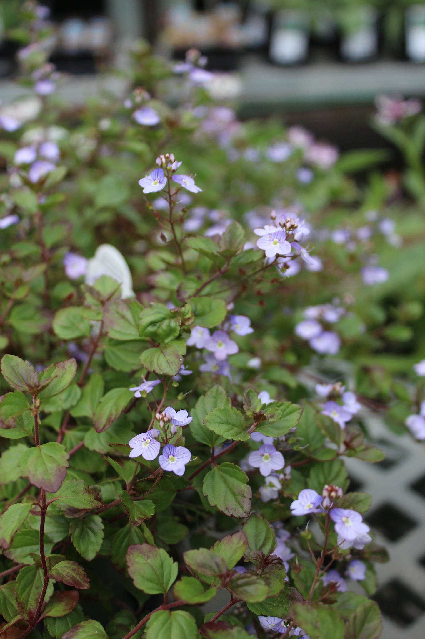 VERONICA ped. Waterperry Blue quart