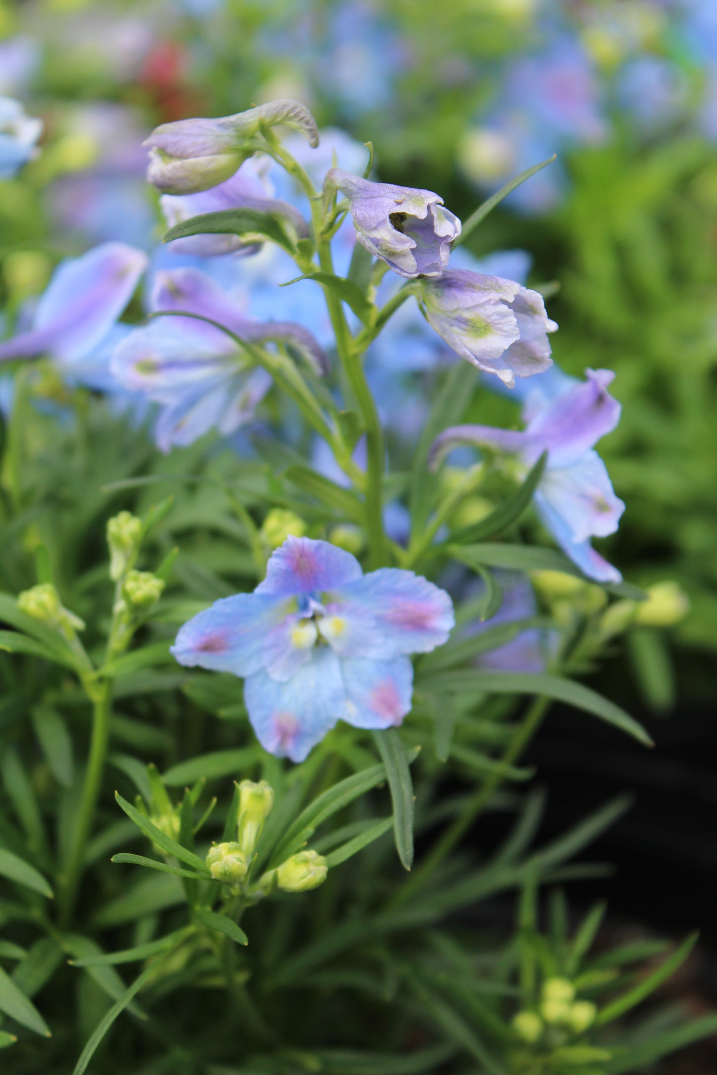 Delphinium Summer Blues 1g