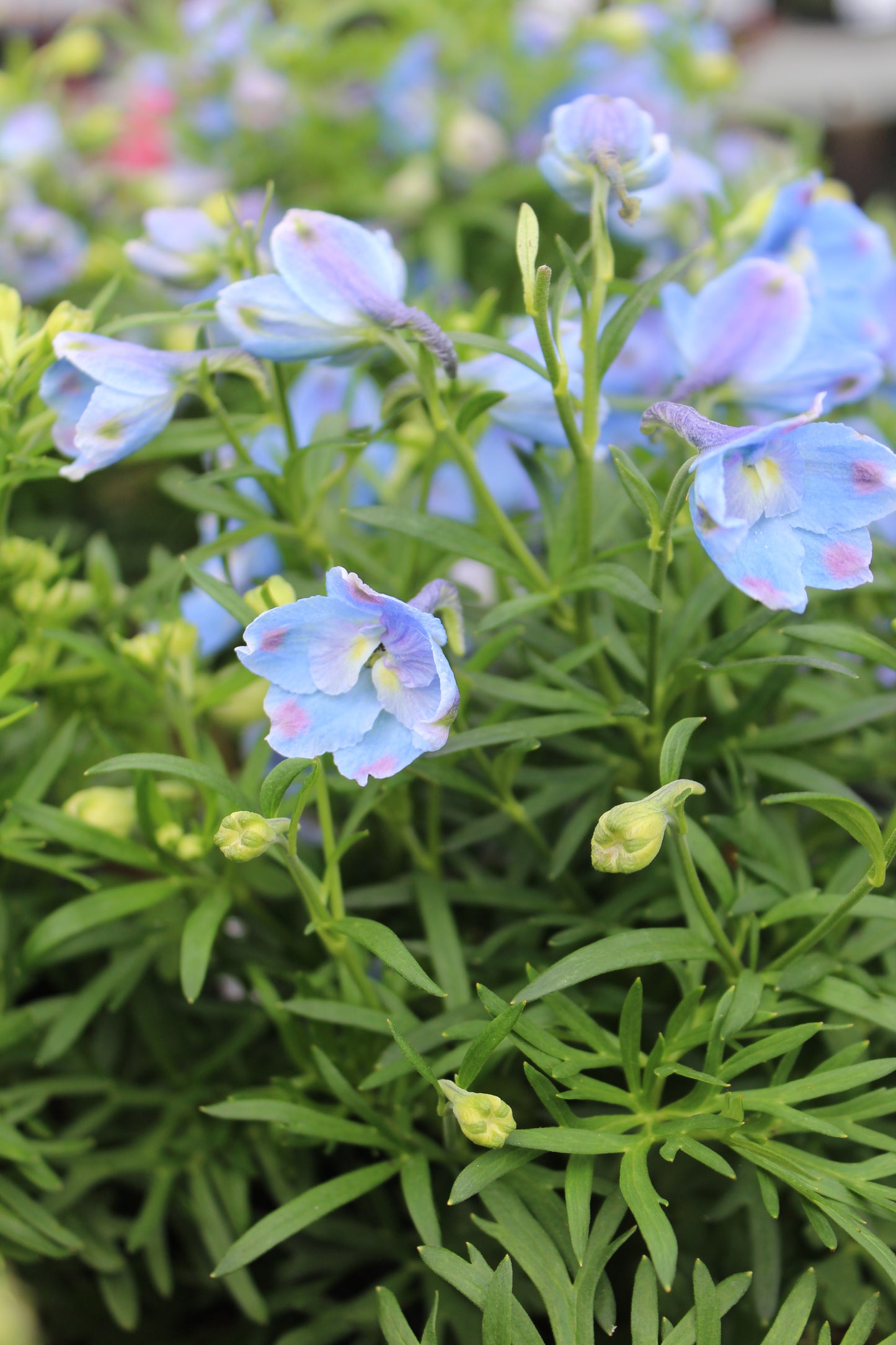 Delphinium Summer Blues 1g