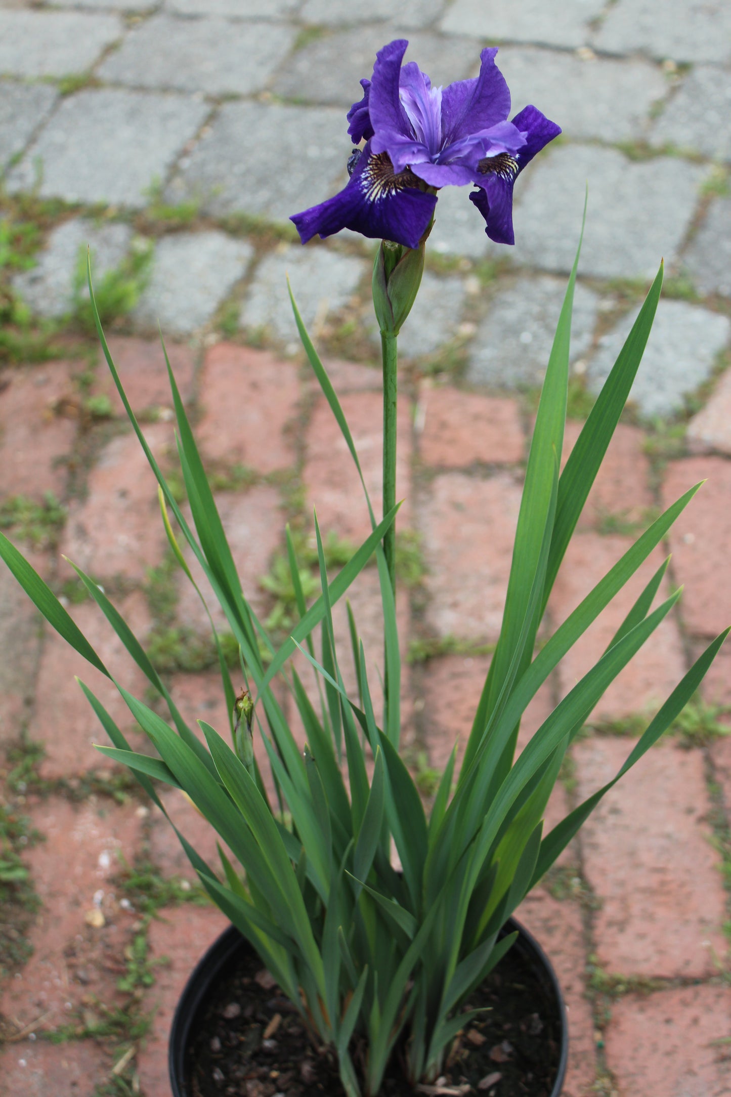 Iris siberica Ruffled Velve