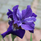 Iris s. Ruffled Velvet 1g