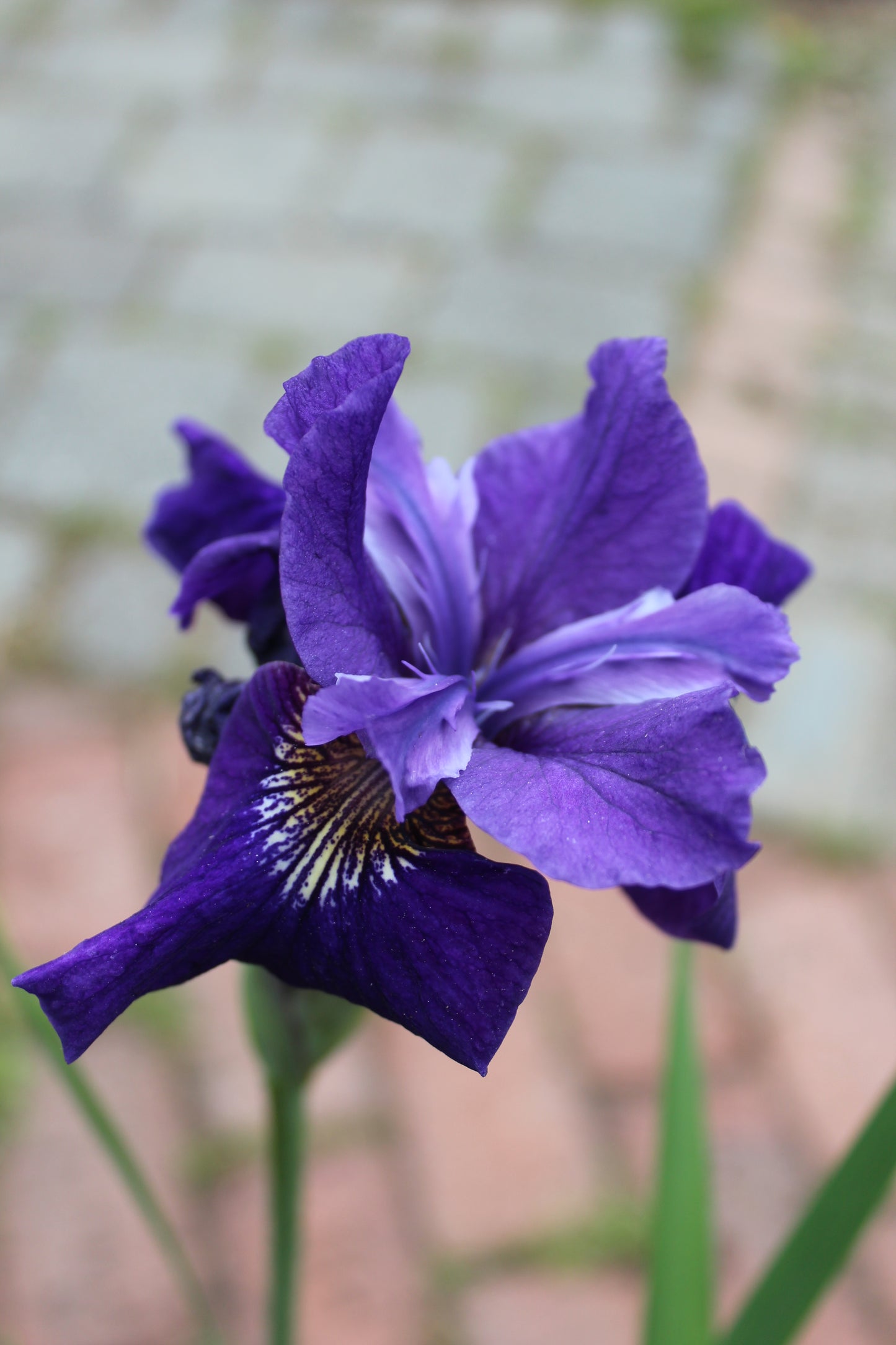 Iris siberica Ruffled Velve