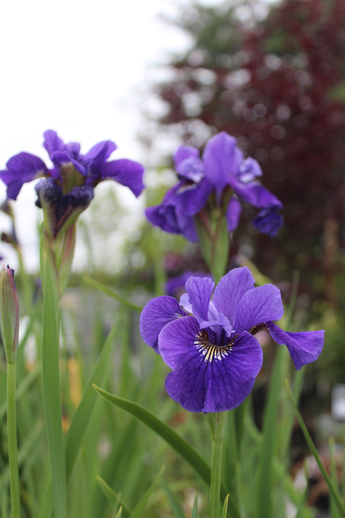 Iris siberica Ruffled Velve