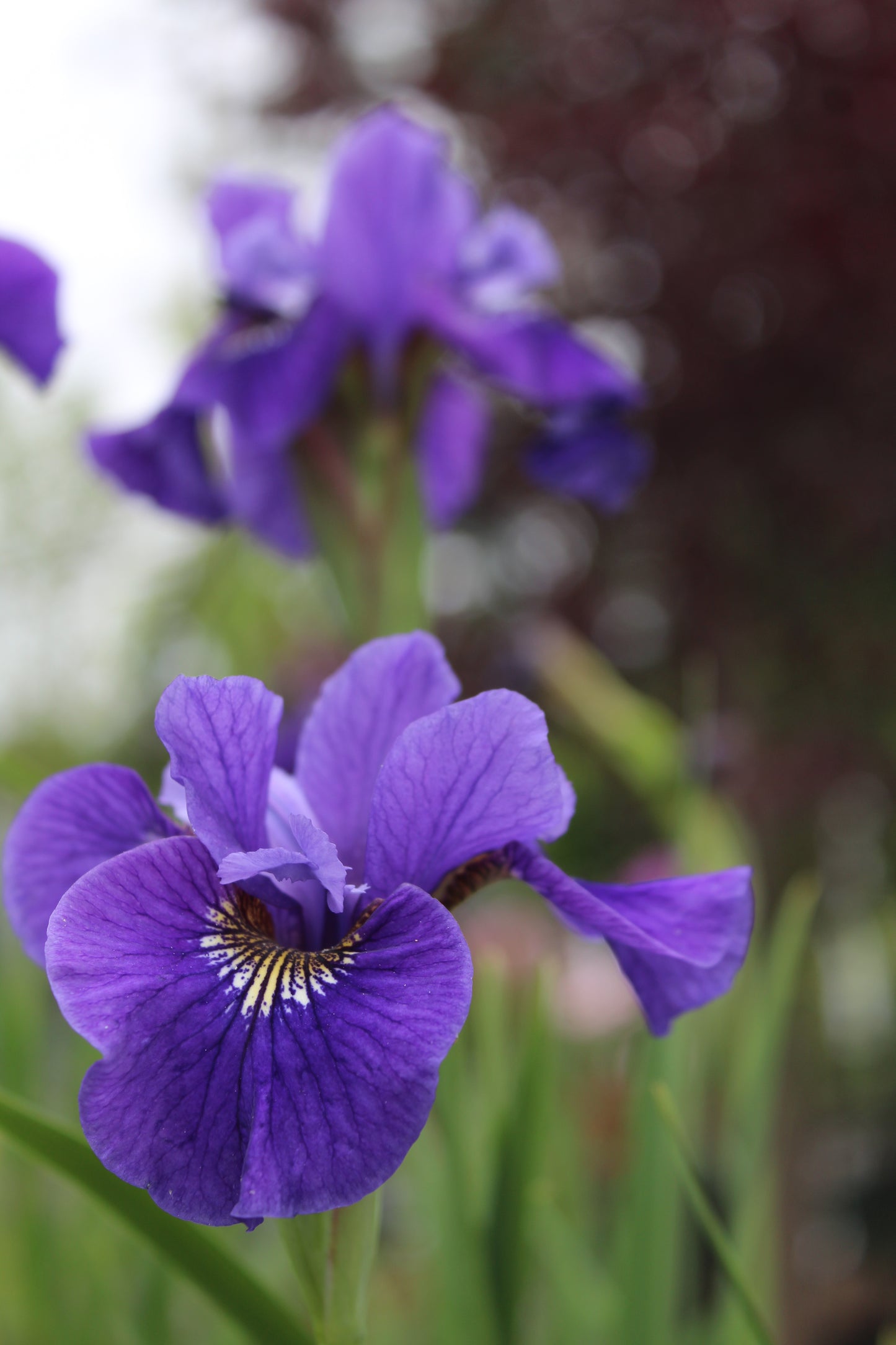 Iris siberica Ruffled Velve