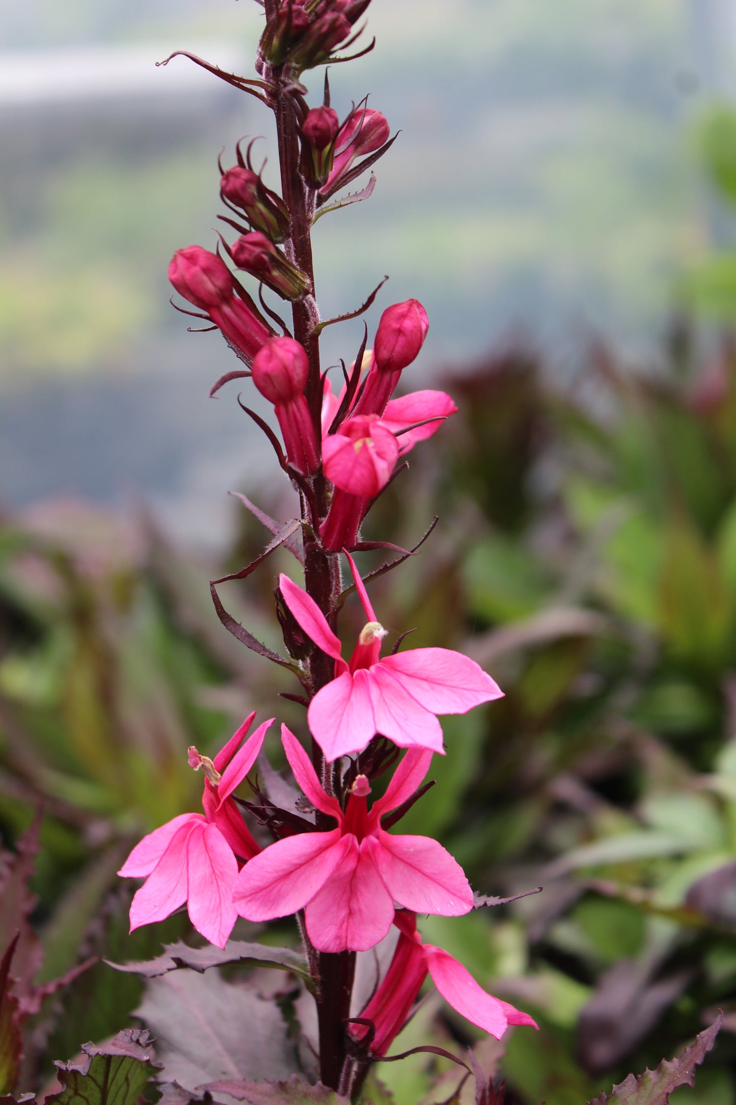 Lobelia Starship Rose