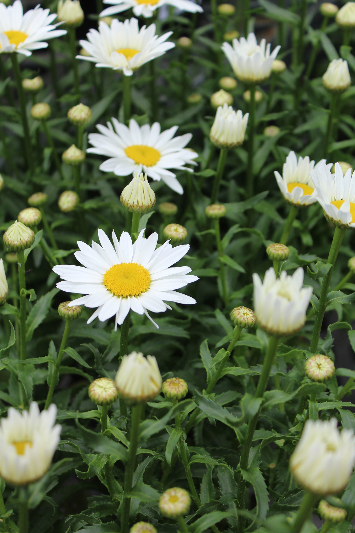 Leucanthemum Snowcap 1g