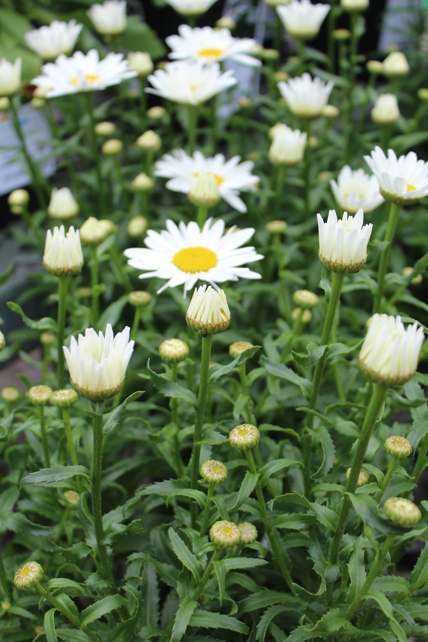 Leucanthemum Snowcap 1g