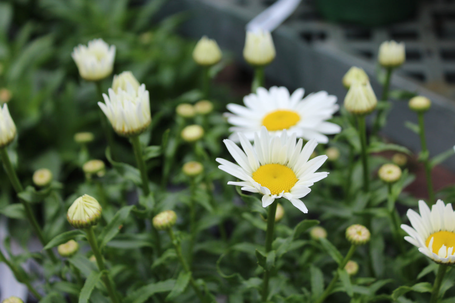 Leucanthemum Snowcap 1g