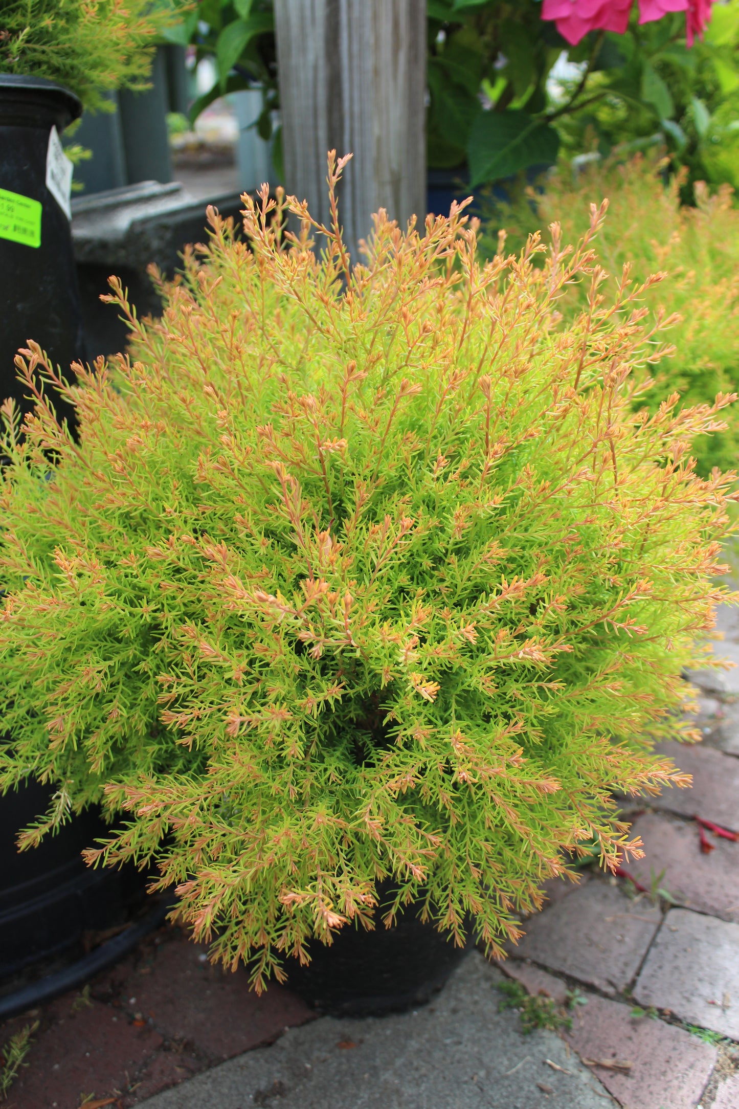 THUJA OCCIDENTALIS `FIRE CHIEF` ,