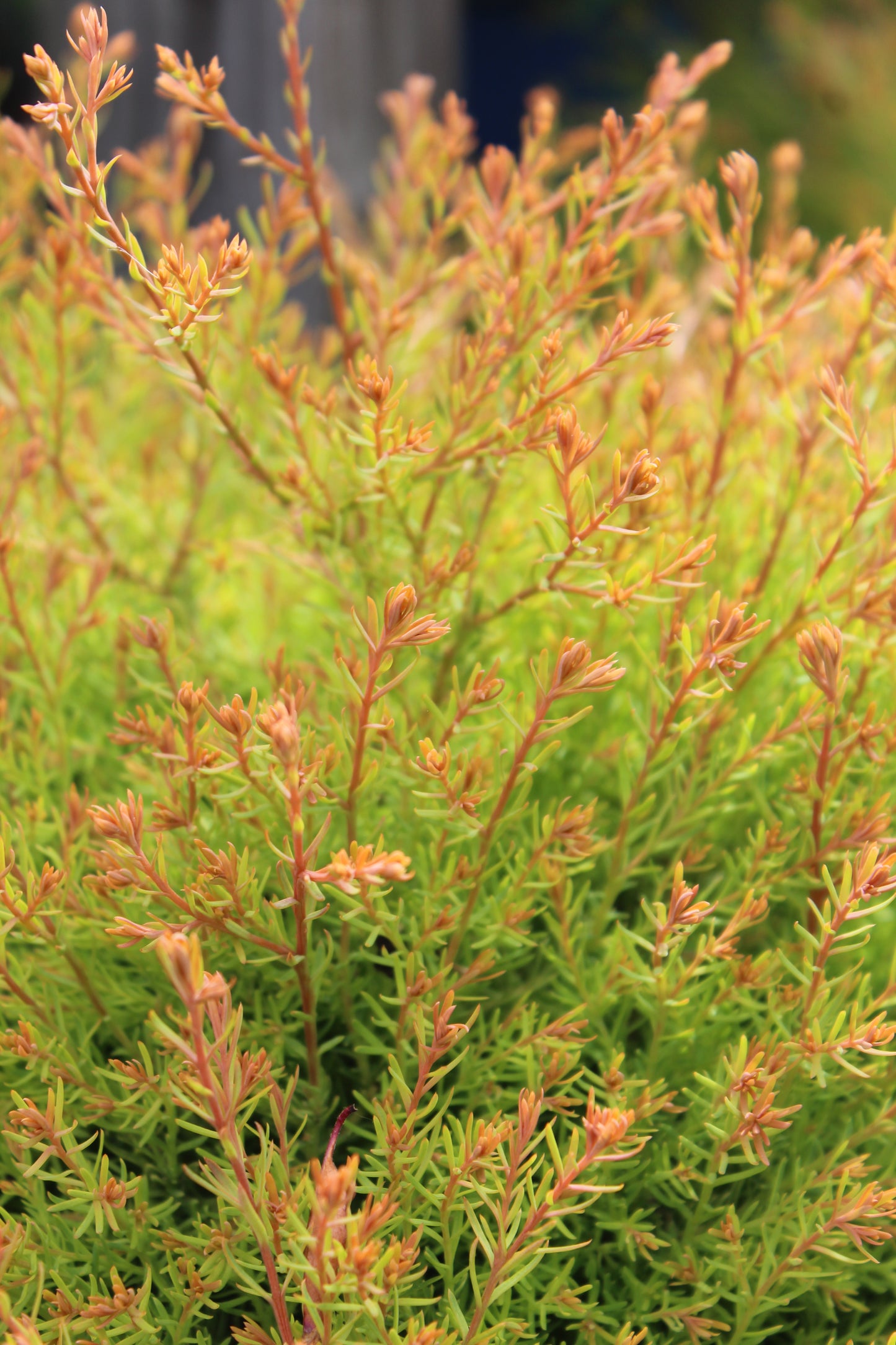 THUJA OCCIDENTALIS `FIRE CHIEF` ,