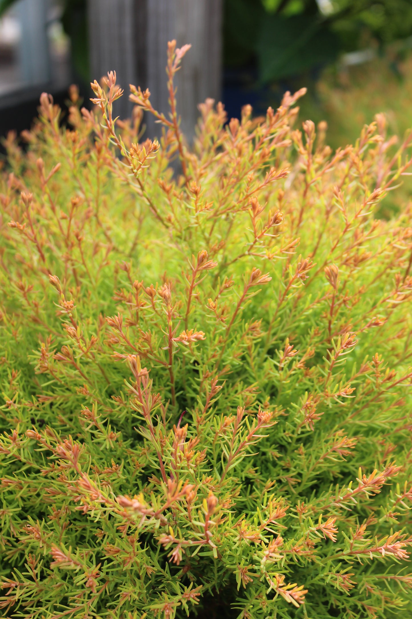 THUJA OCCIDENTALIS `FIRE CHIEF` ,