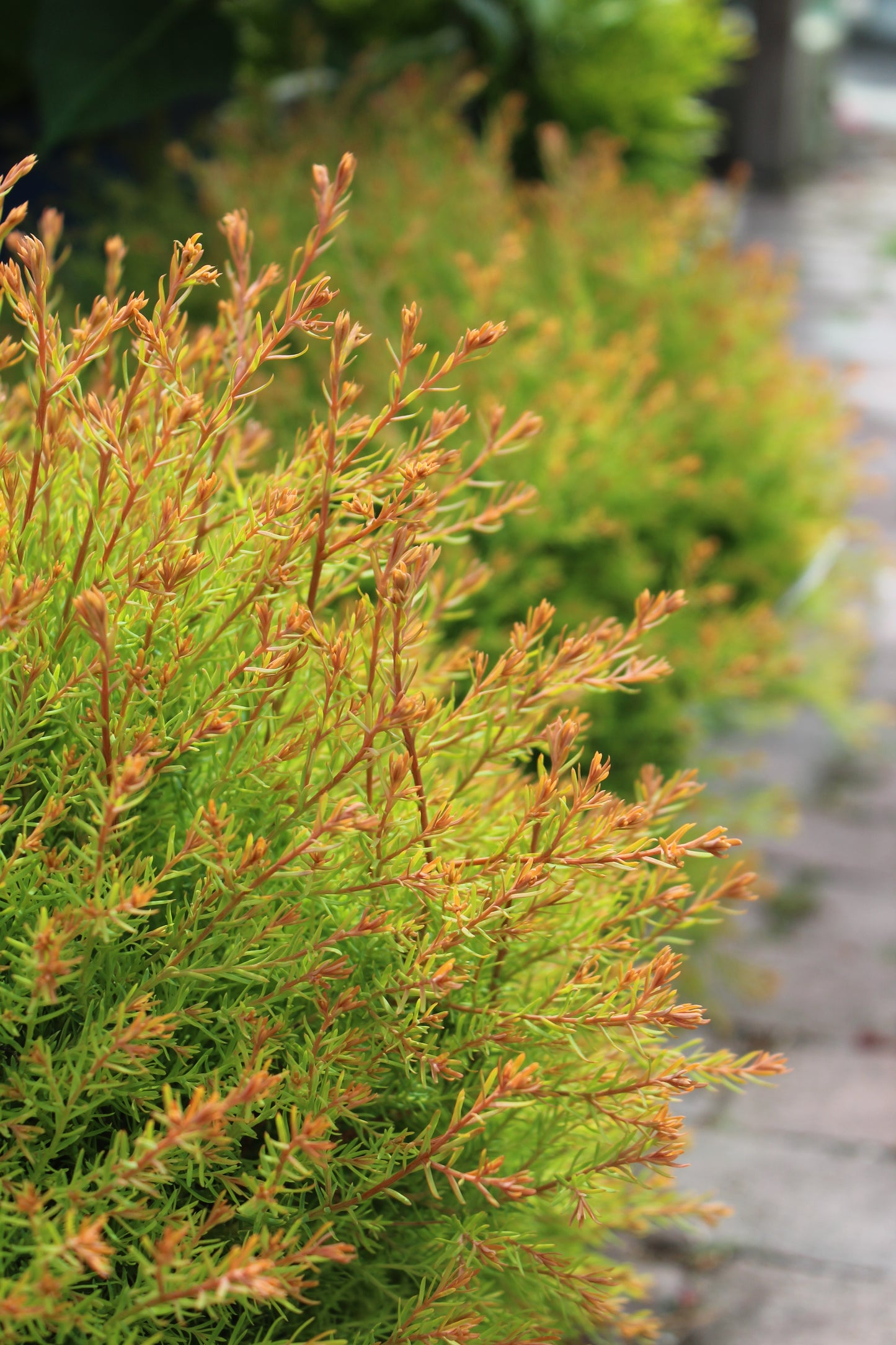 THUJA OCCIDENTALIS `FIRE CHIEF` ,