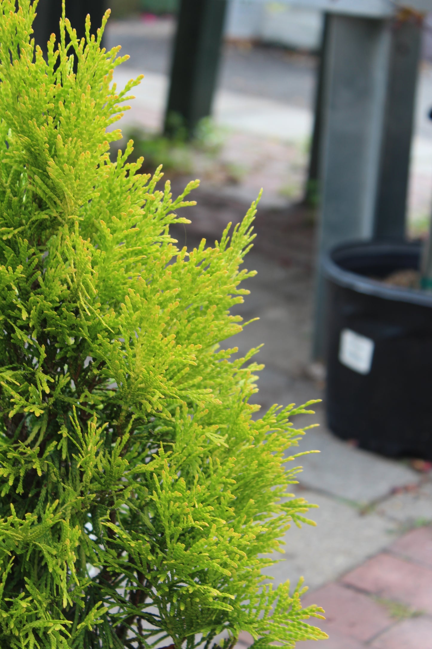 THUJA PLICATA FLUFFY 2g