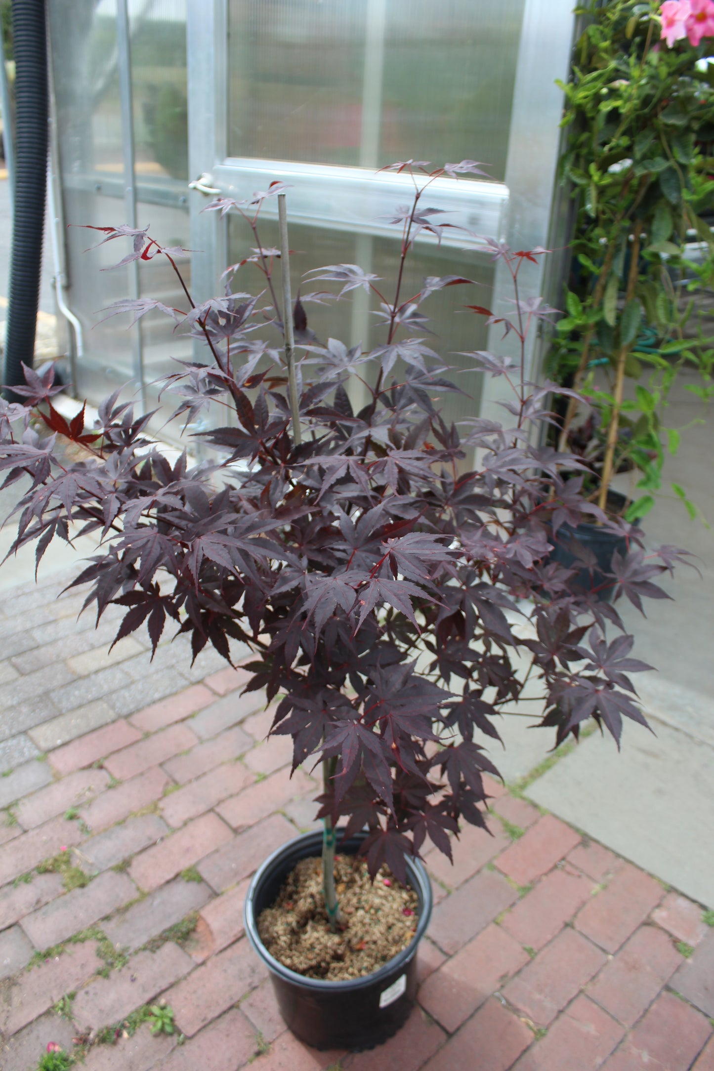 ACER PALMATUM BLOODGOOD 3g