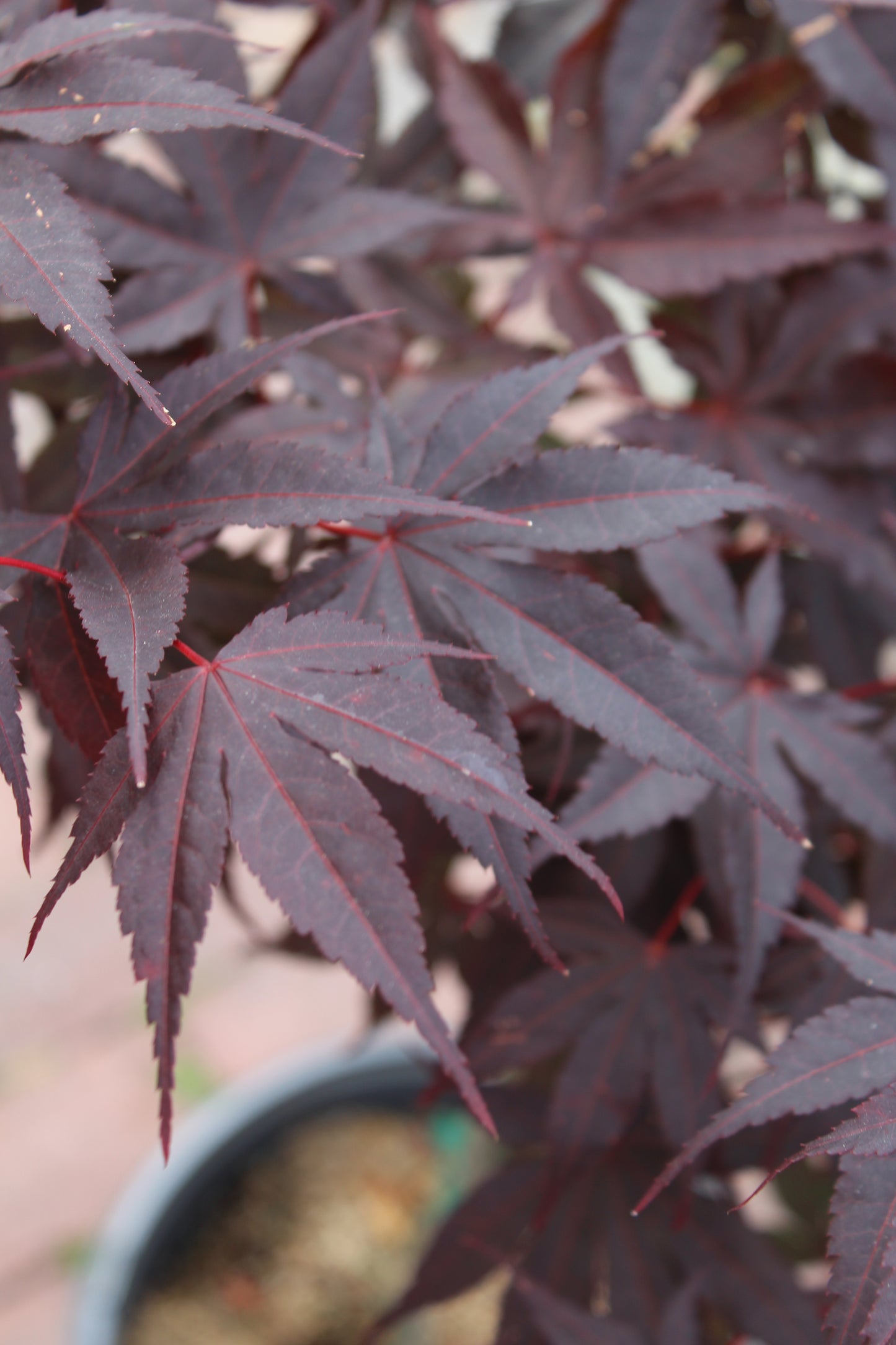 Acer palm.Bloodgood