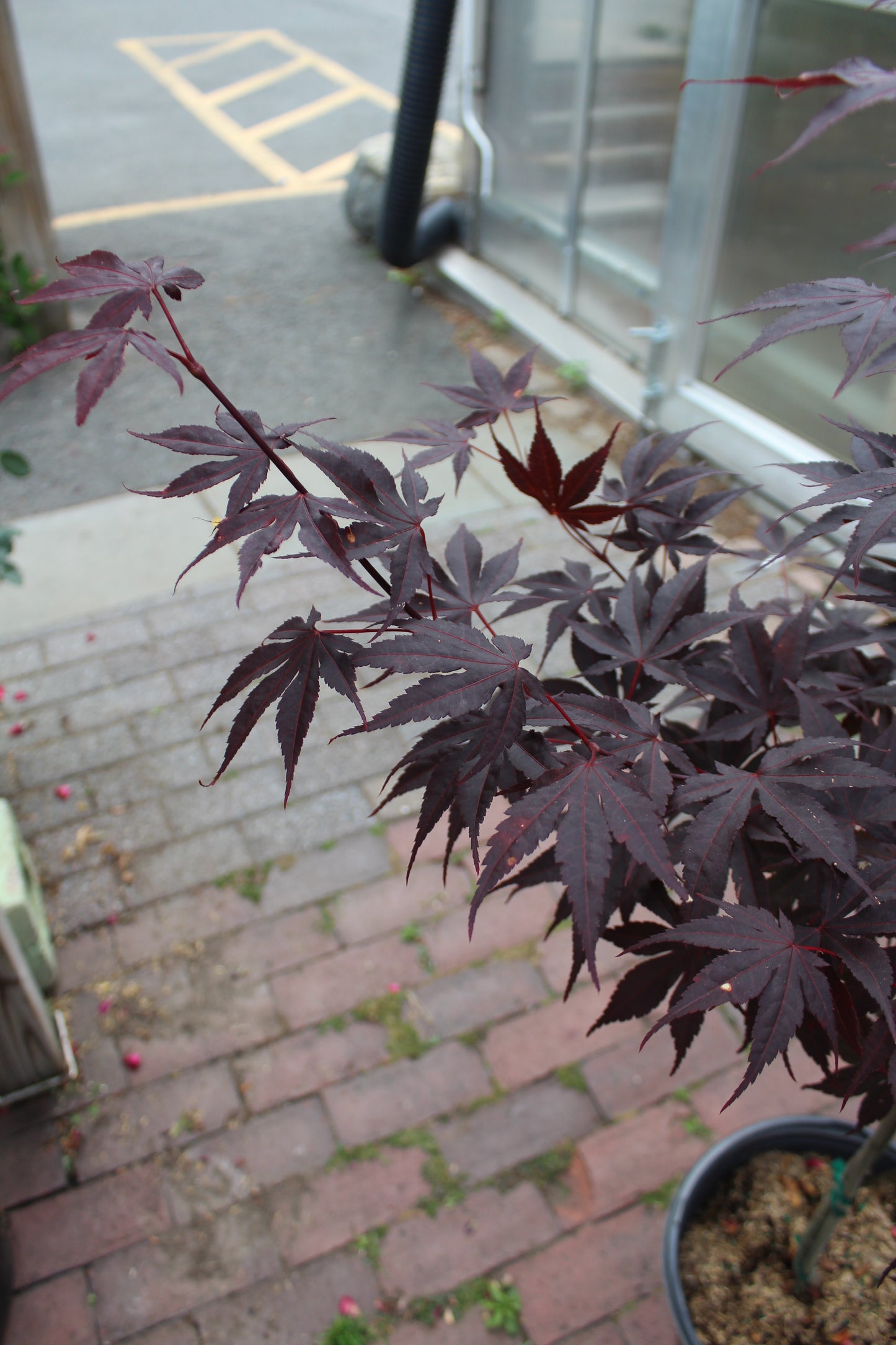 ACER PALMATUM `BLOODGOOD`7g