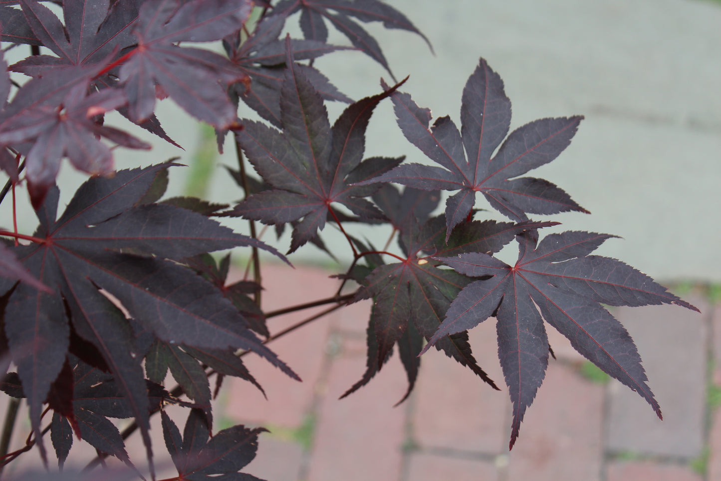 ACER PALMATUM BLOODGOOD 3g