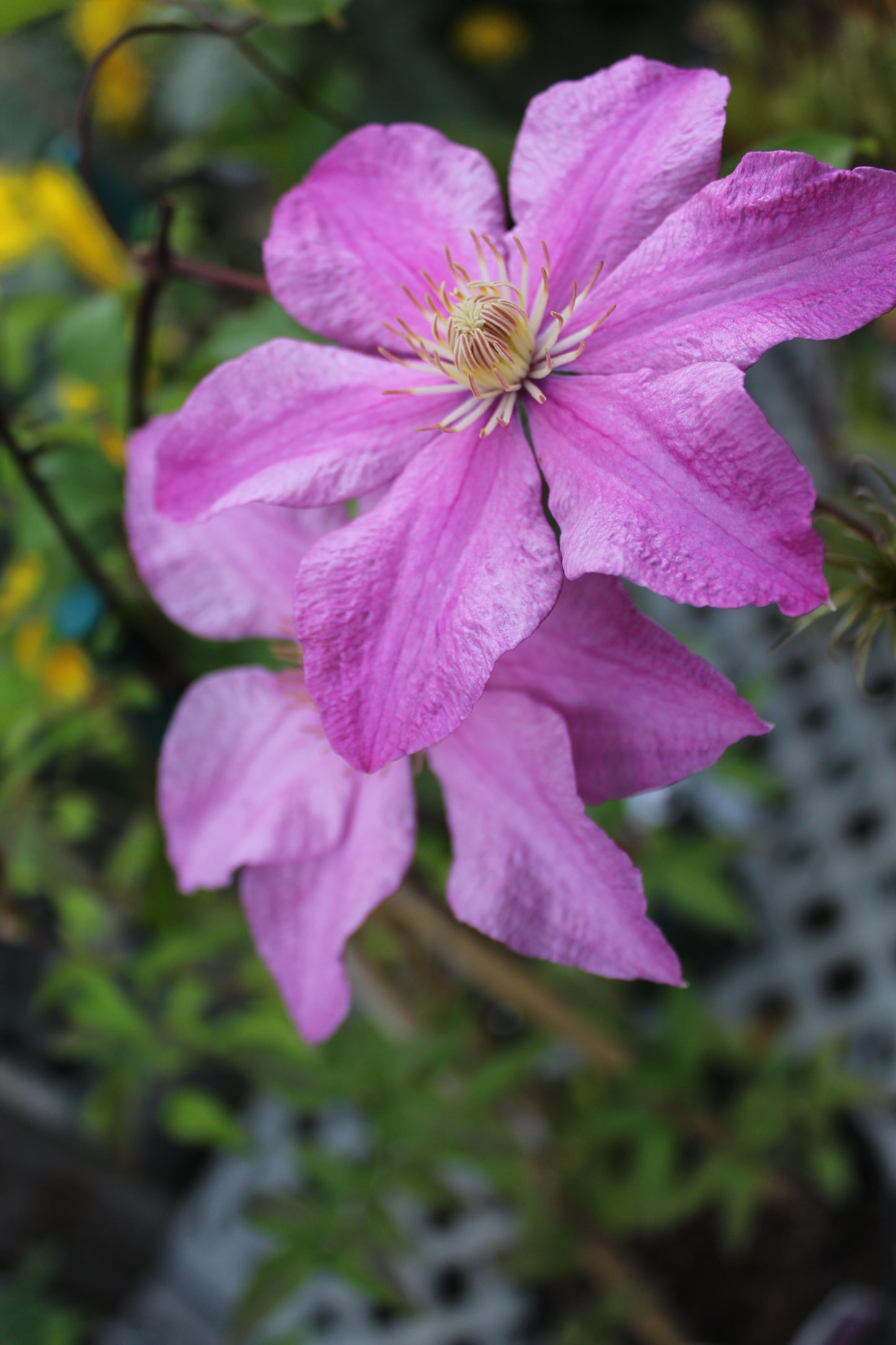CLEMATIS Sally 1g