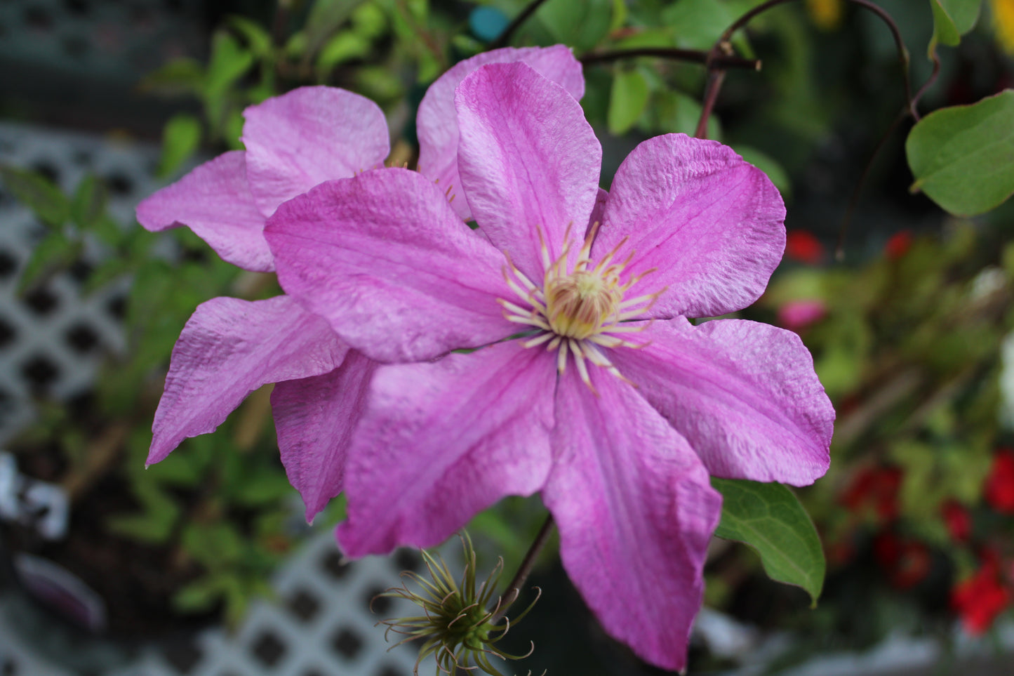 CLEMATIS Sally 1g