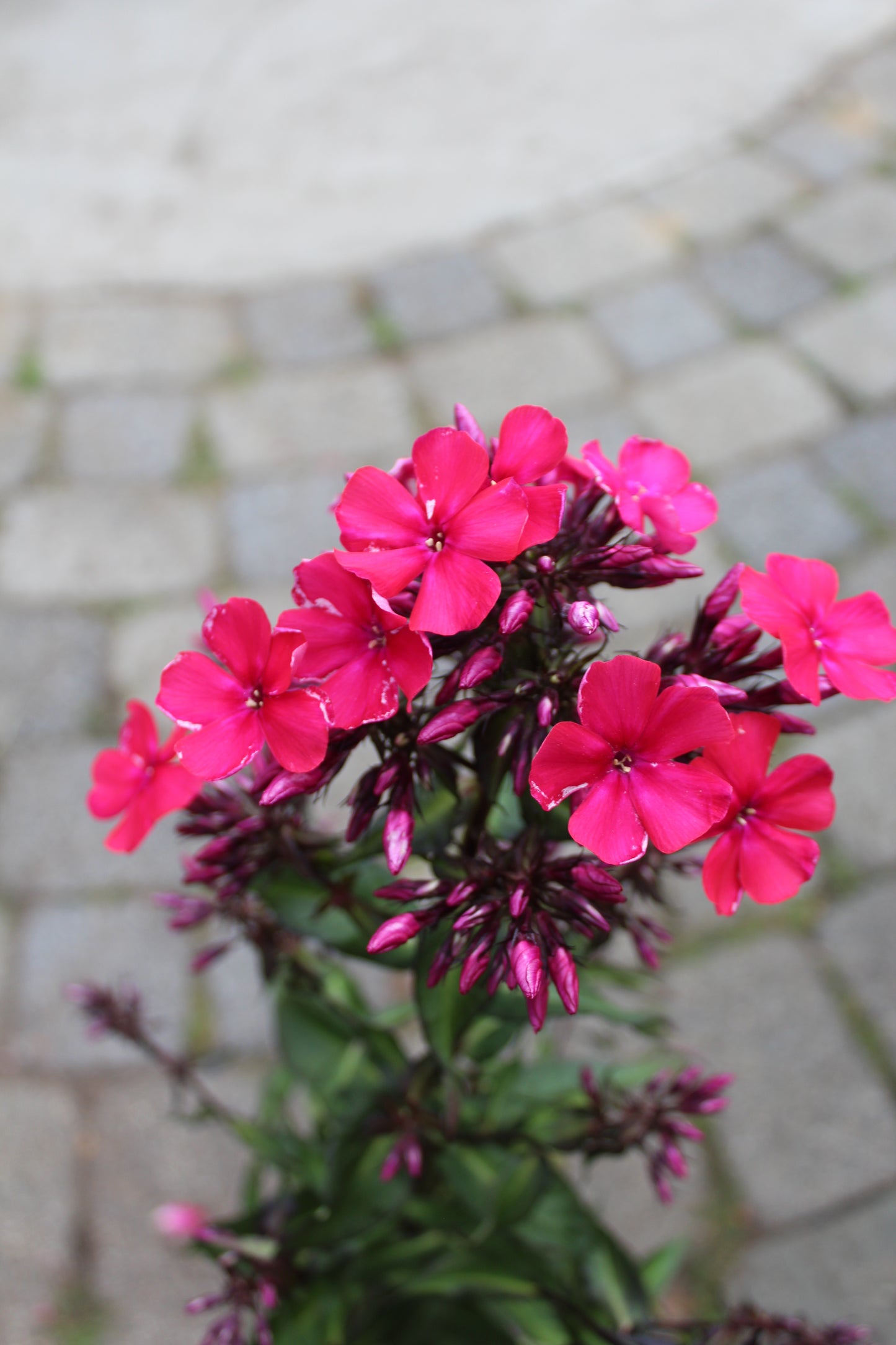 PHLOX paniculata Starfire 1g