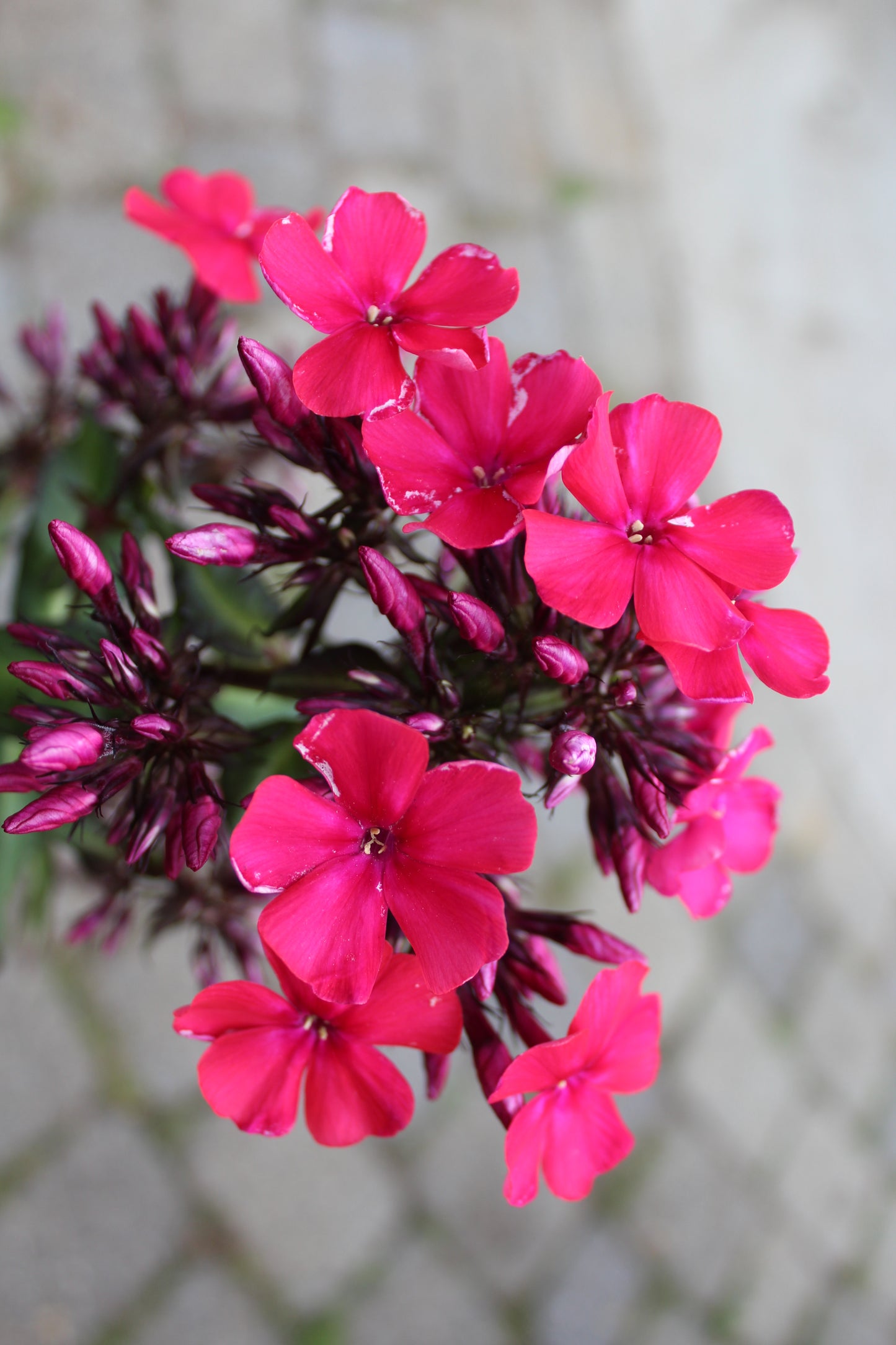 PHLOX paniculata Starfire 1g