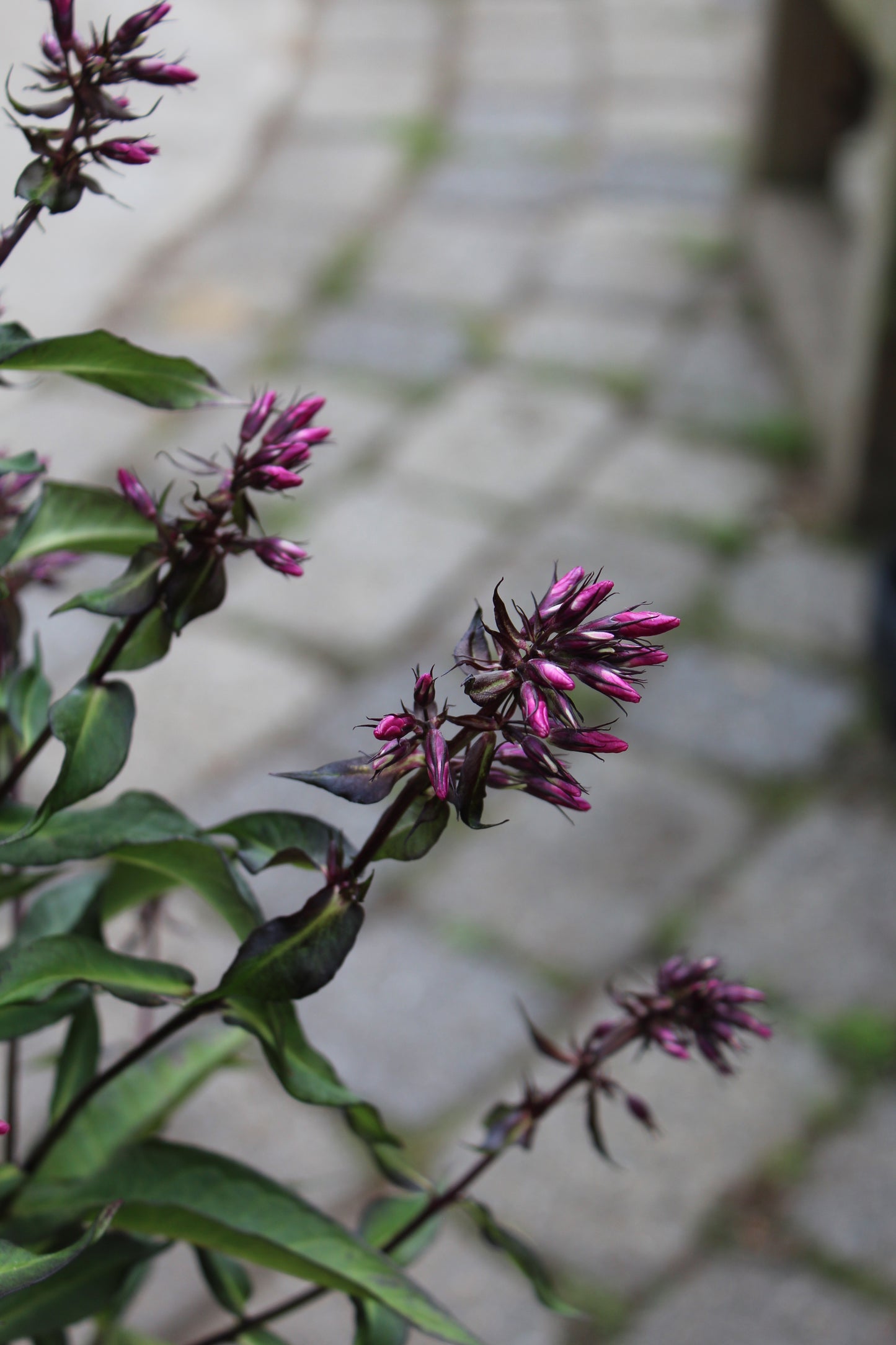 PHLOX paniculata Starfire 1g