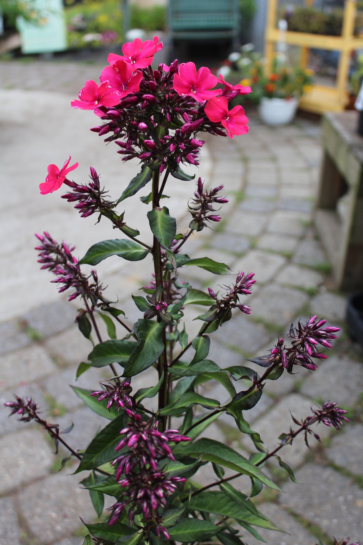 PHLOX paniculata Starfire 1g