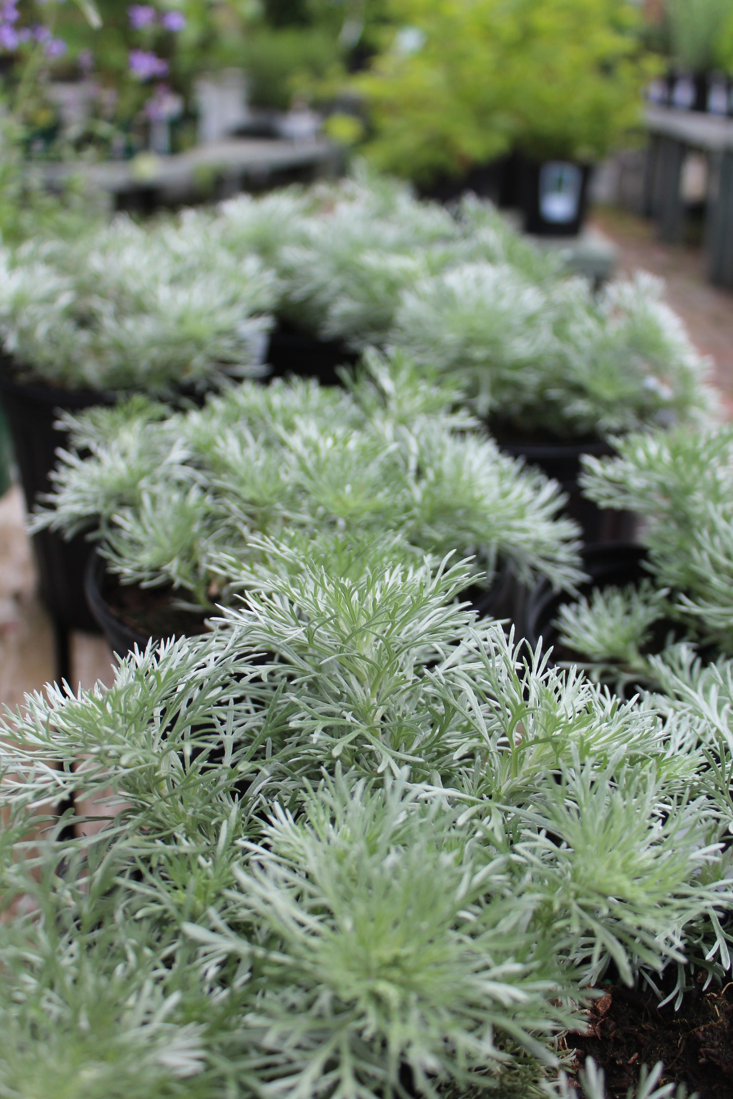 Artemisia Silver Mound 1g