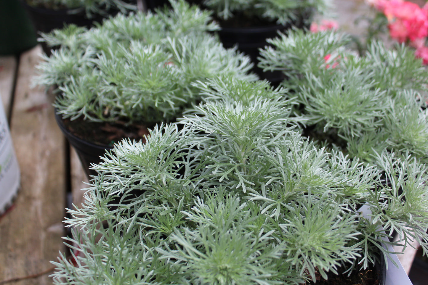 Artemisia Silver Mound 1g