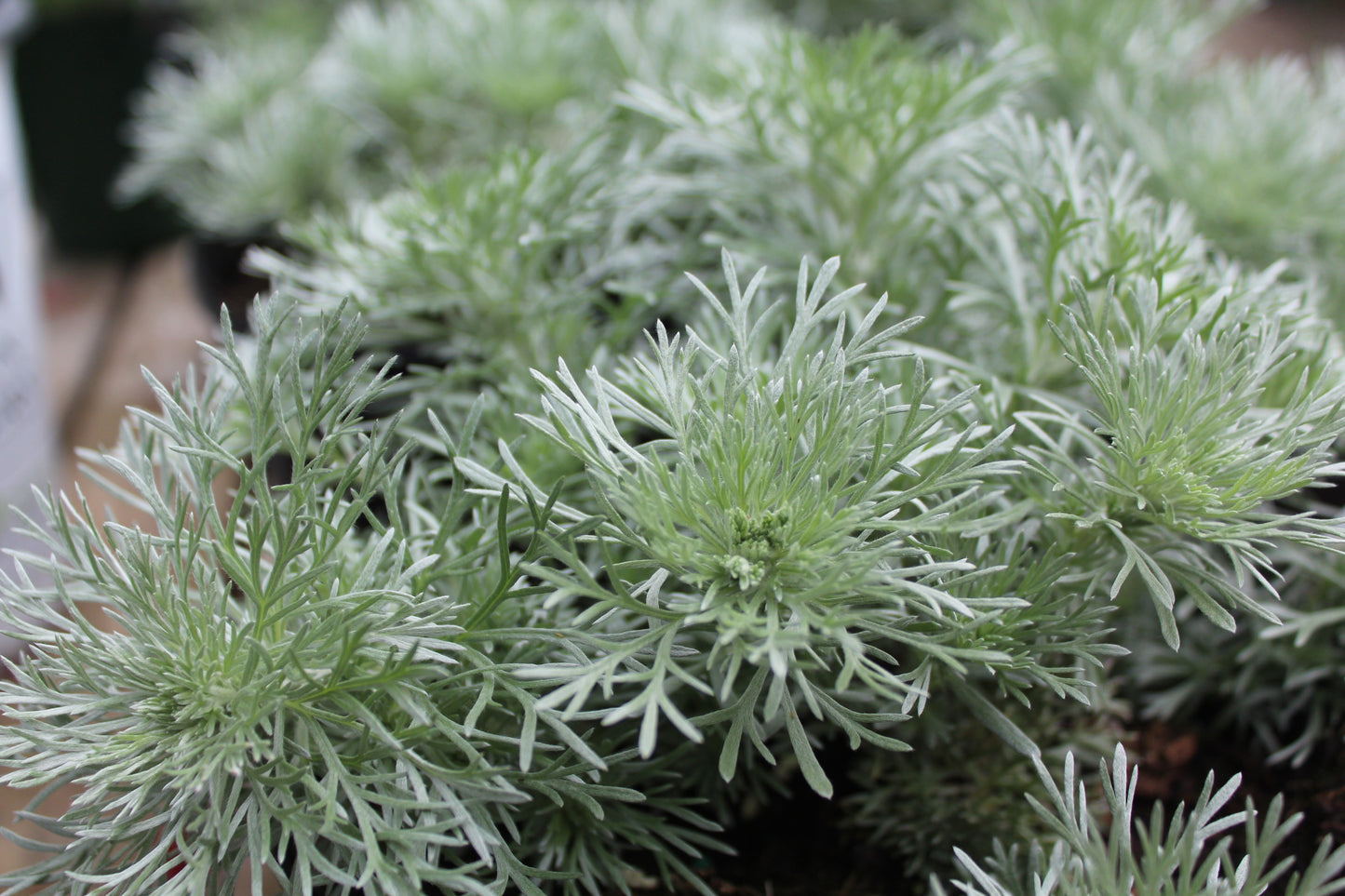 Artemisia Silver Mound 1g