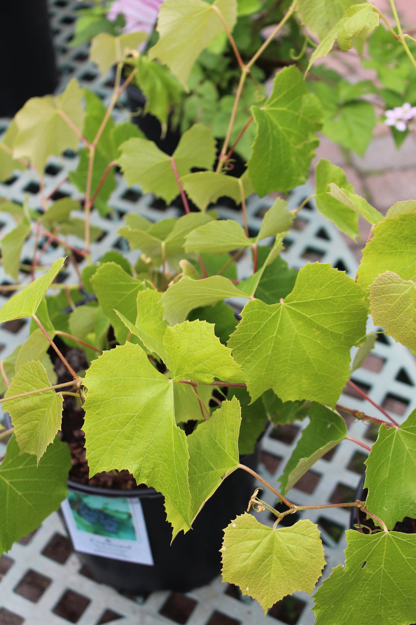 Vitis Concord (seedless grape) 3g