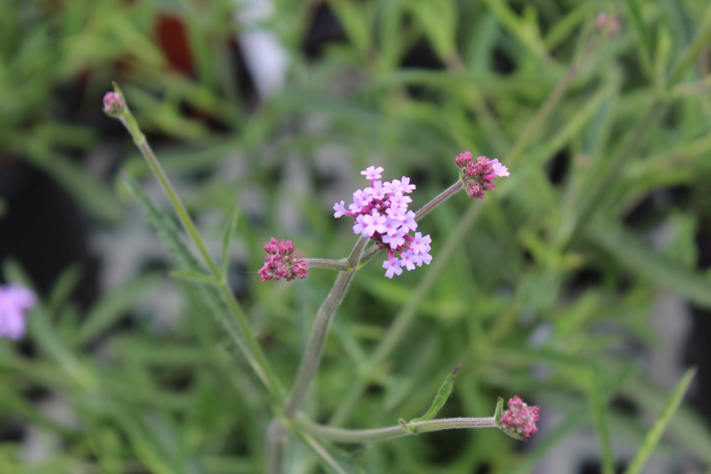 Verbena bon. Lollipop quart