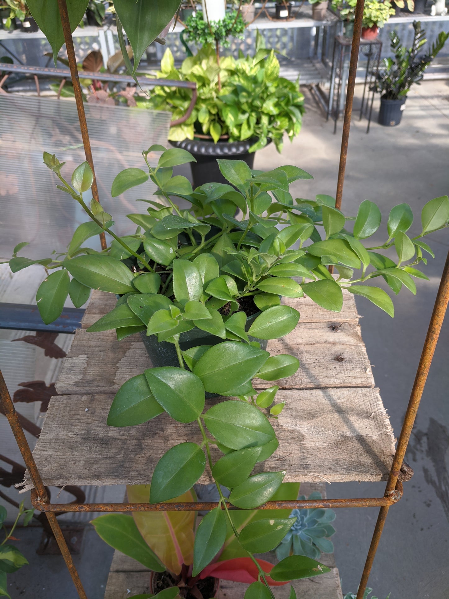 Lipstick Plant 6"