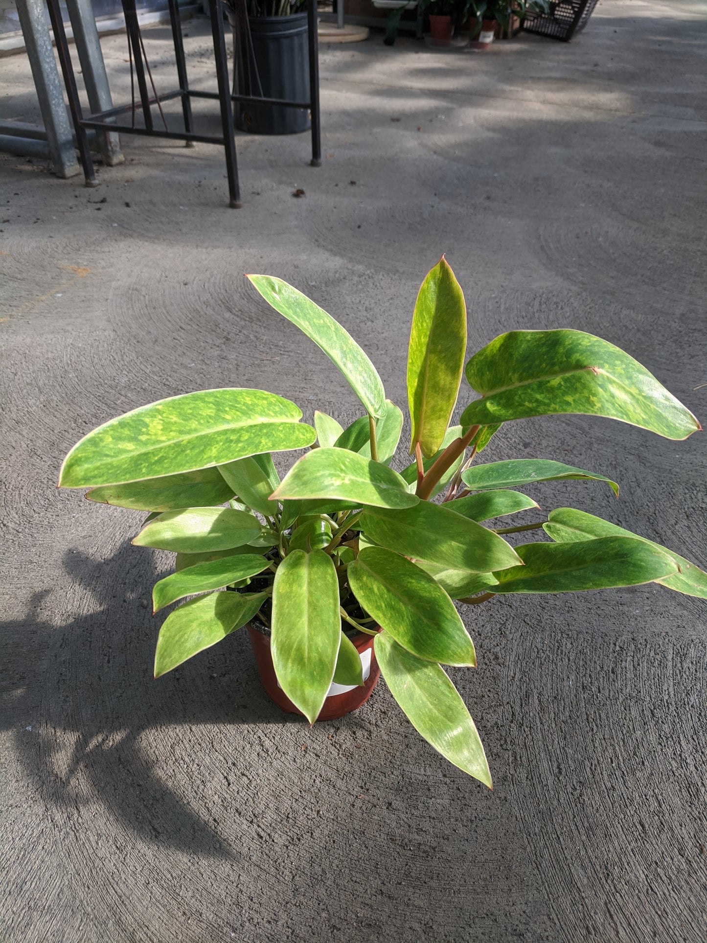 Hybrid philodendron 4'