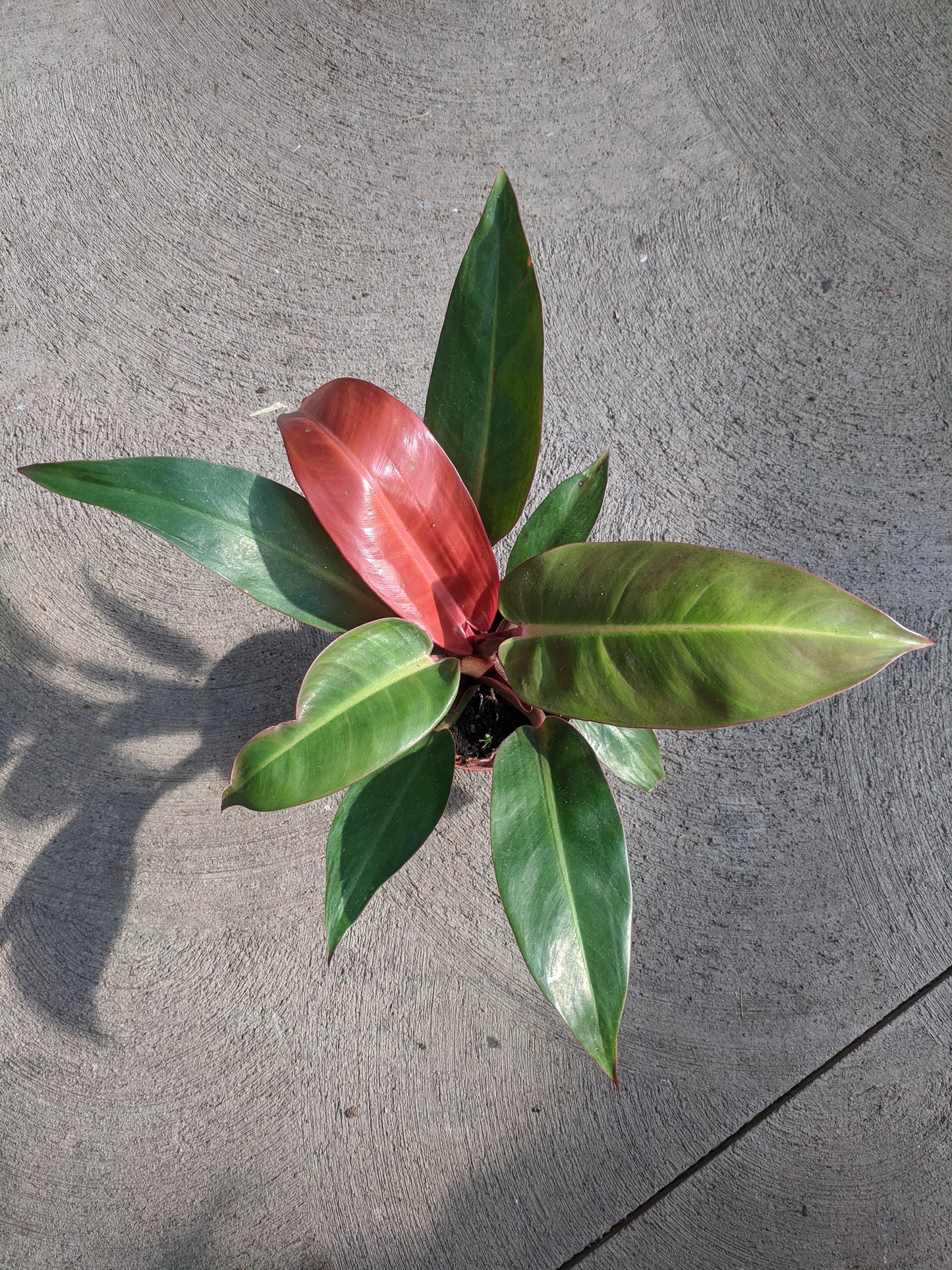 Hybrid philodendron 4'