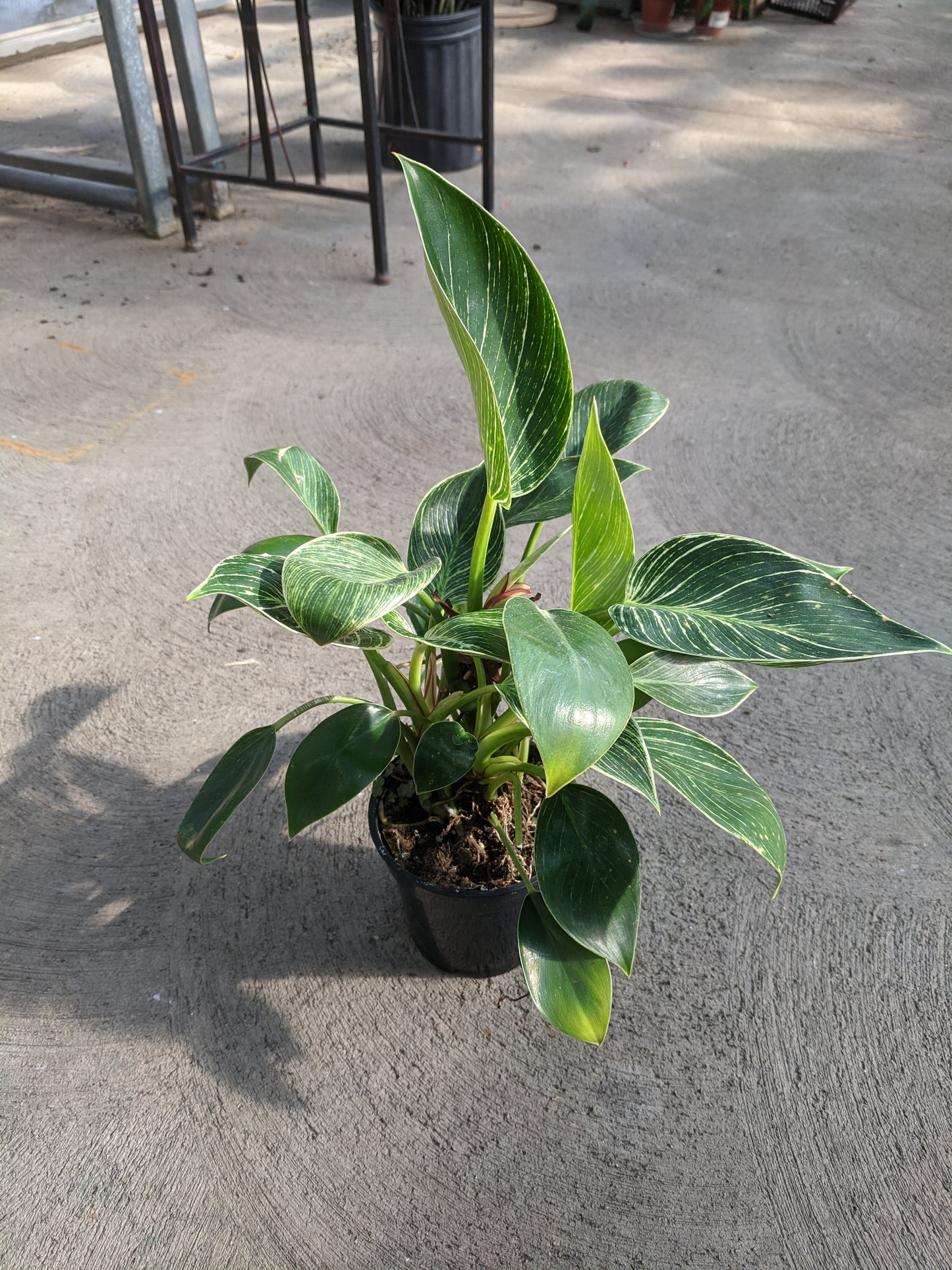 Hybrid philodendron 4'