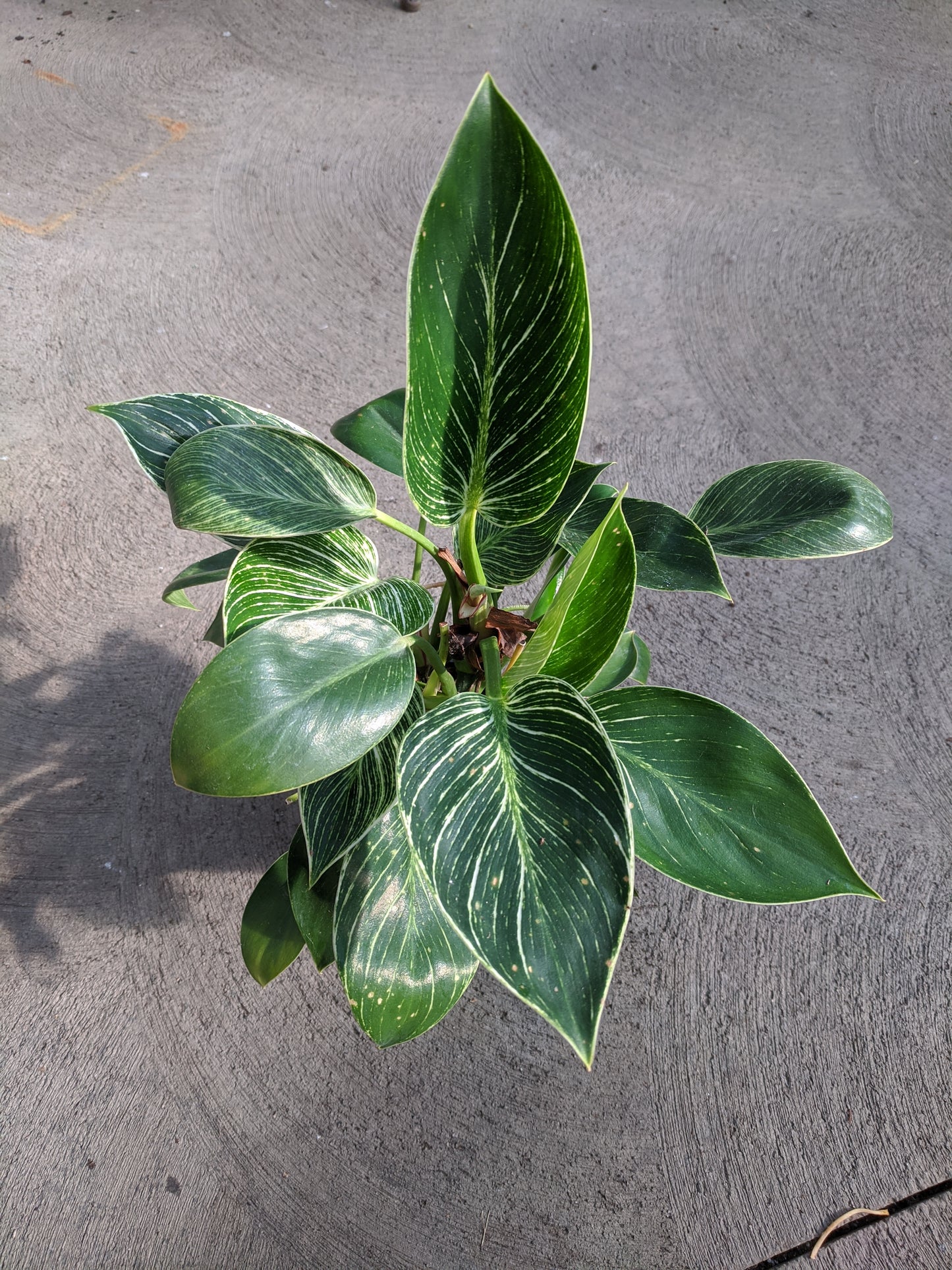 Hybrid philodendron 4'