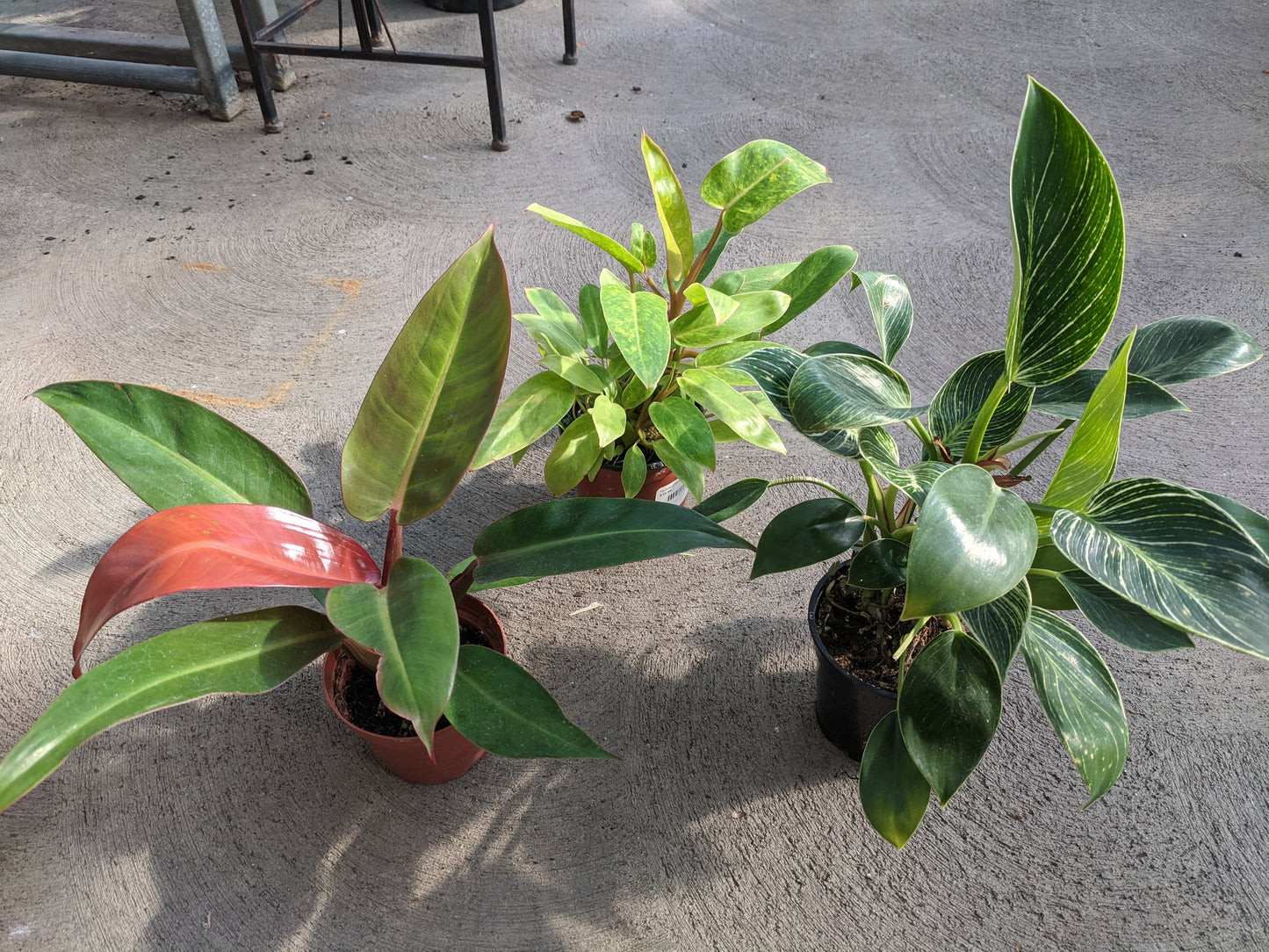 Hybrid philodendron 4'