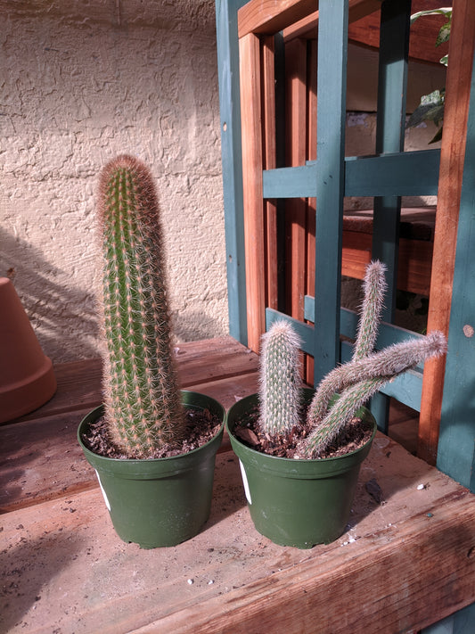 Cactus 4'