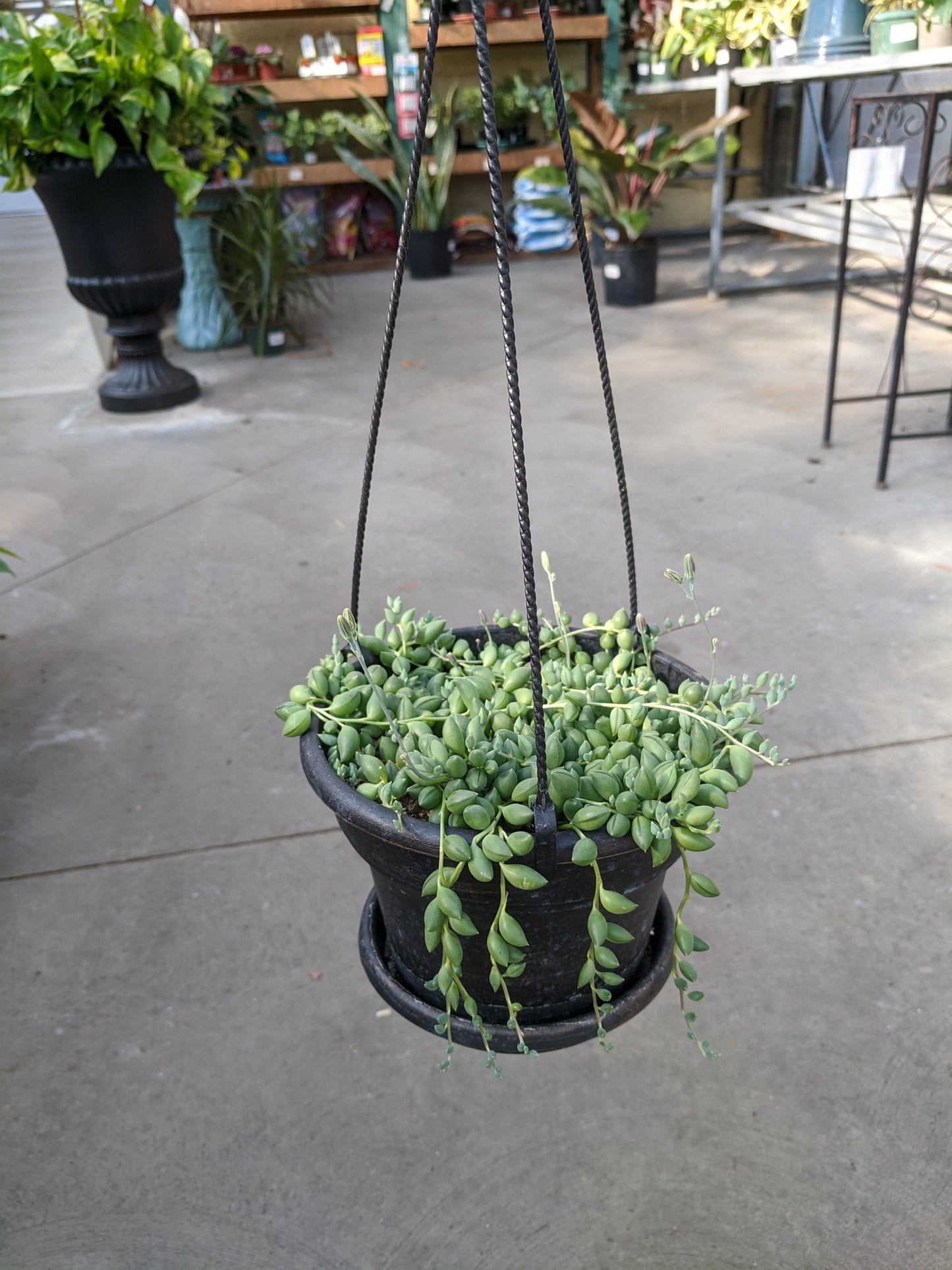 6" string of pearl HB
