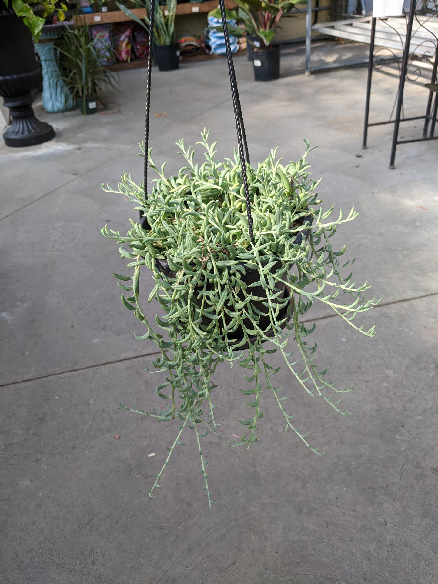 6' string of bananas HB