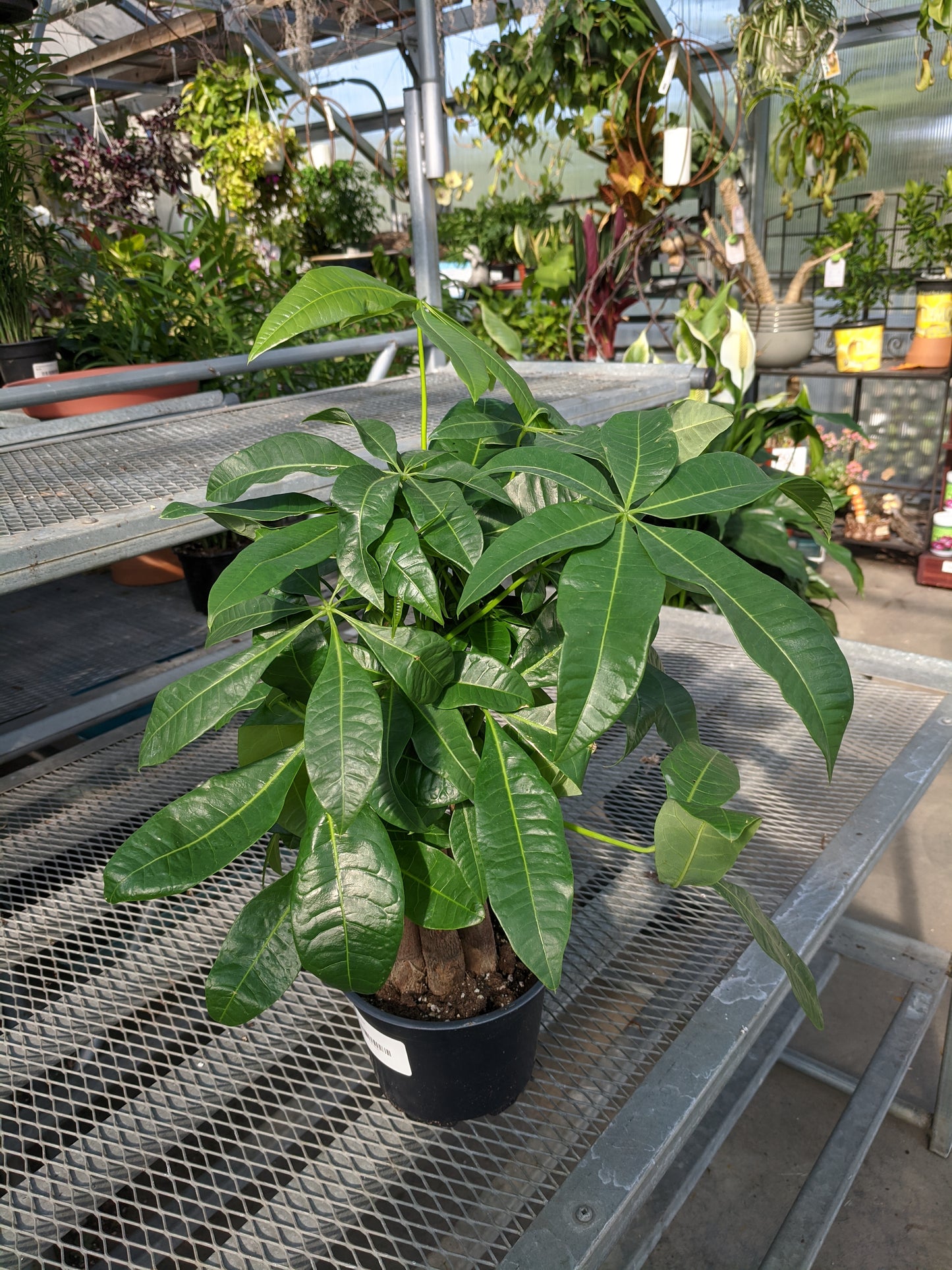 6" money tree