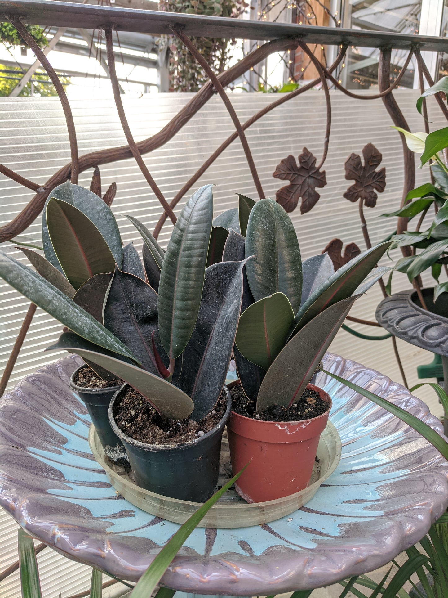 4' rubber plant