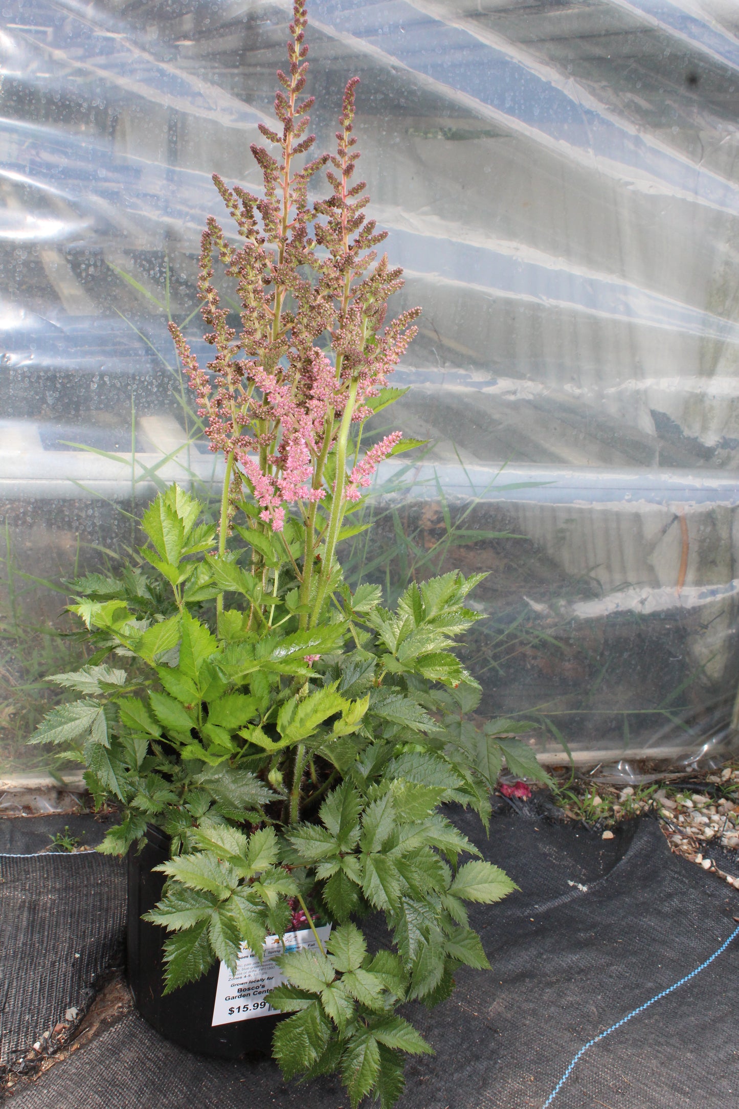 Astilbe Visions in Pink