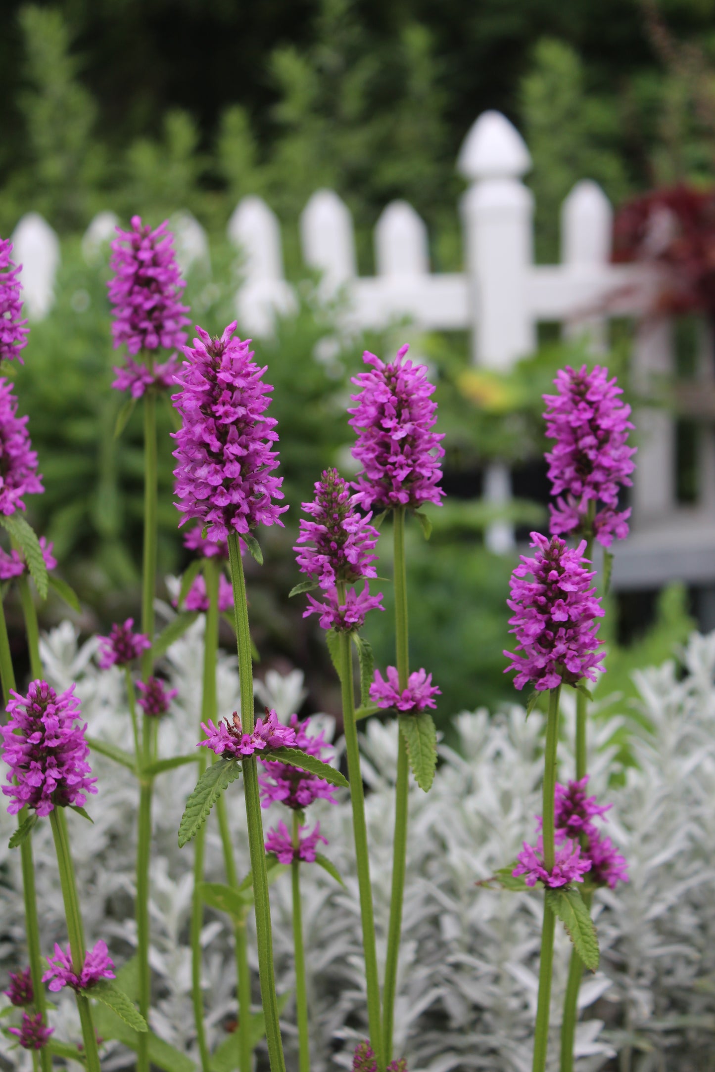 Stachys Hummelo 1g