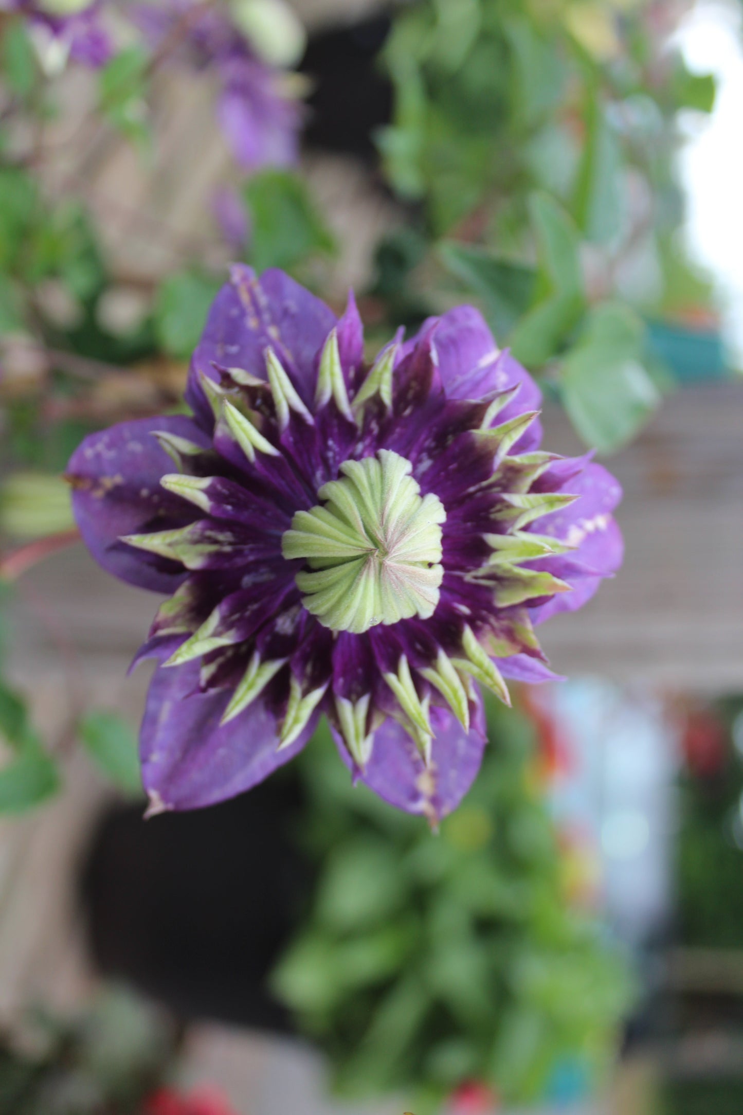 CLEMATIS Taiga 1g