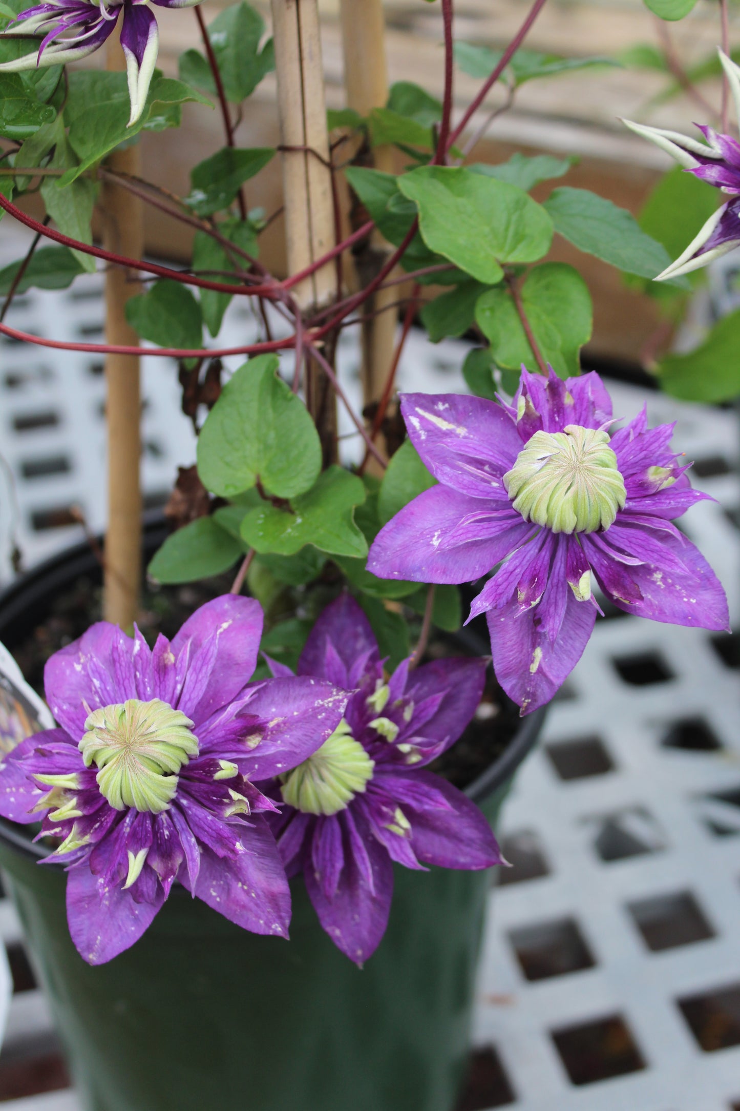 CLEMATIS Taiga 1g
