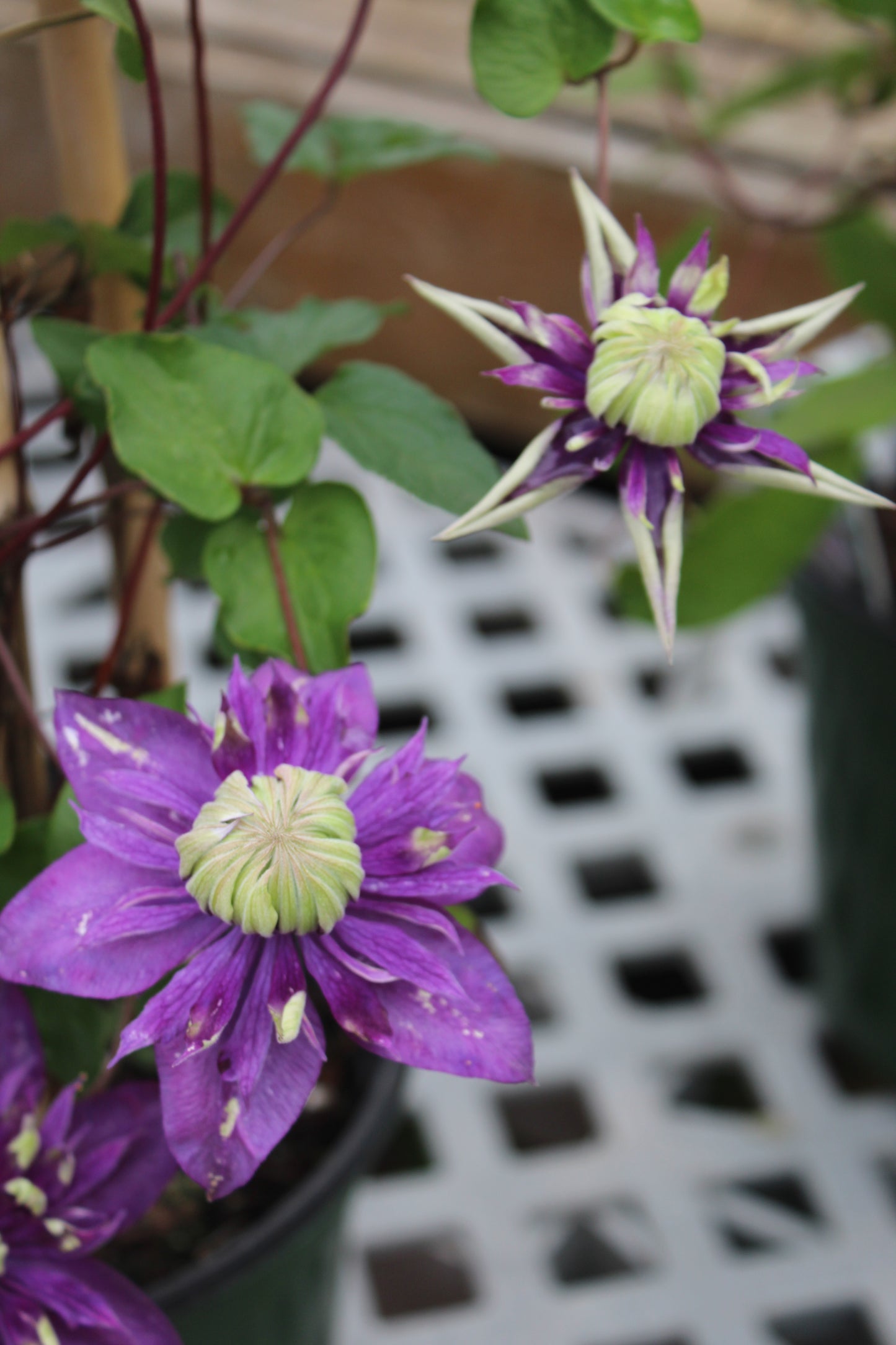 CLEMATIS Taiga 1g
